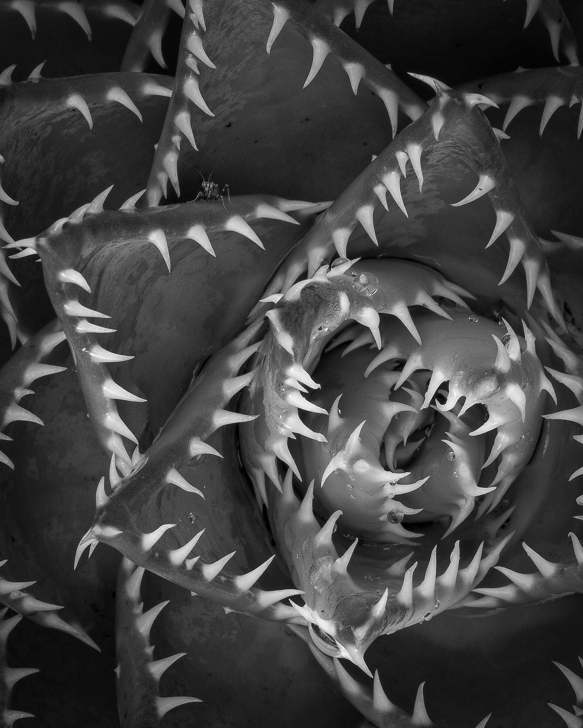 Il domatore di squali