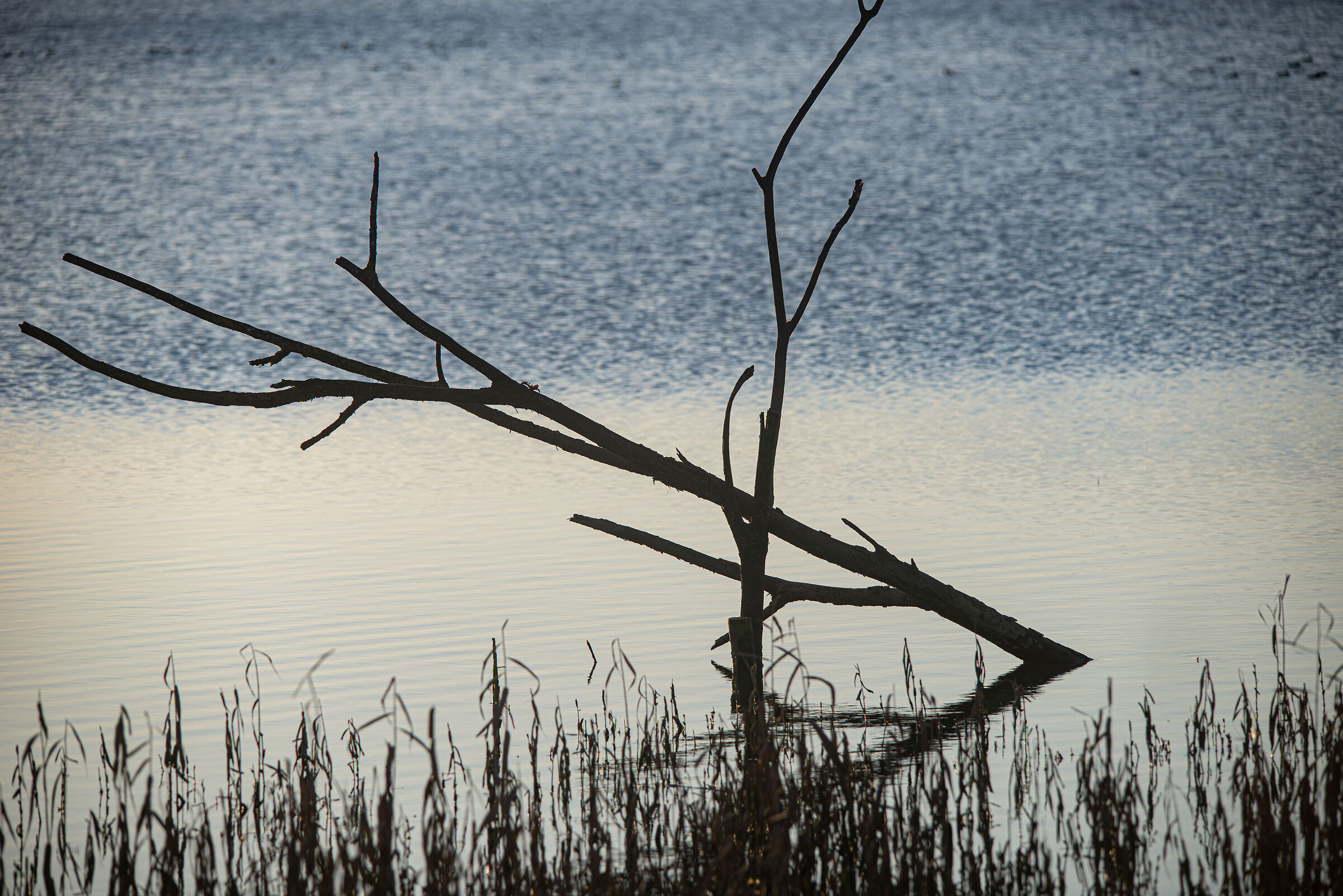 minimal in the marshes