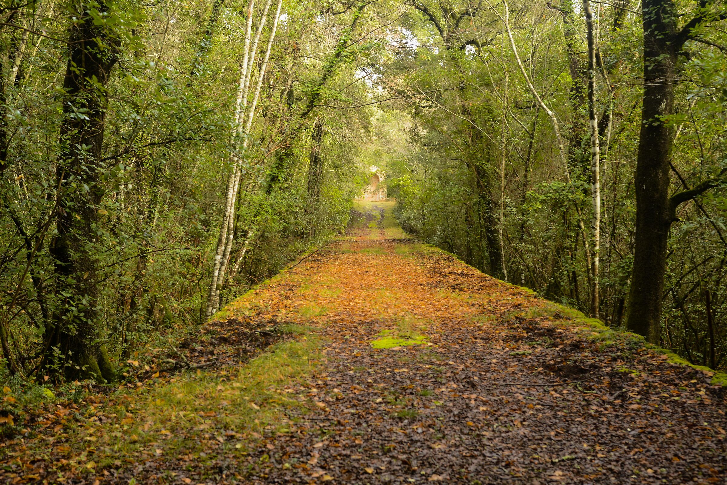 Viale nel parco. Toscana