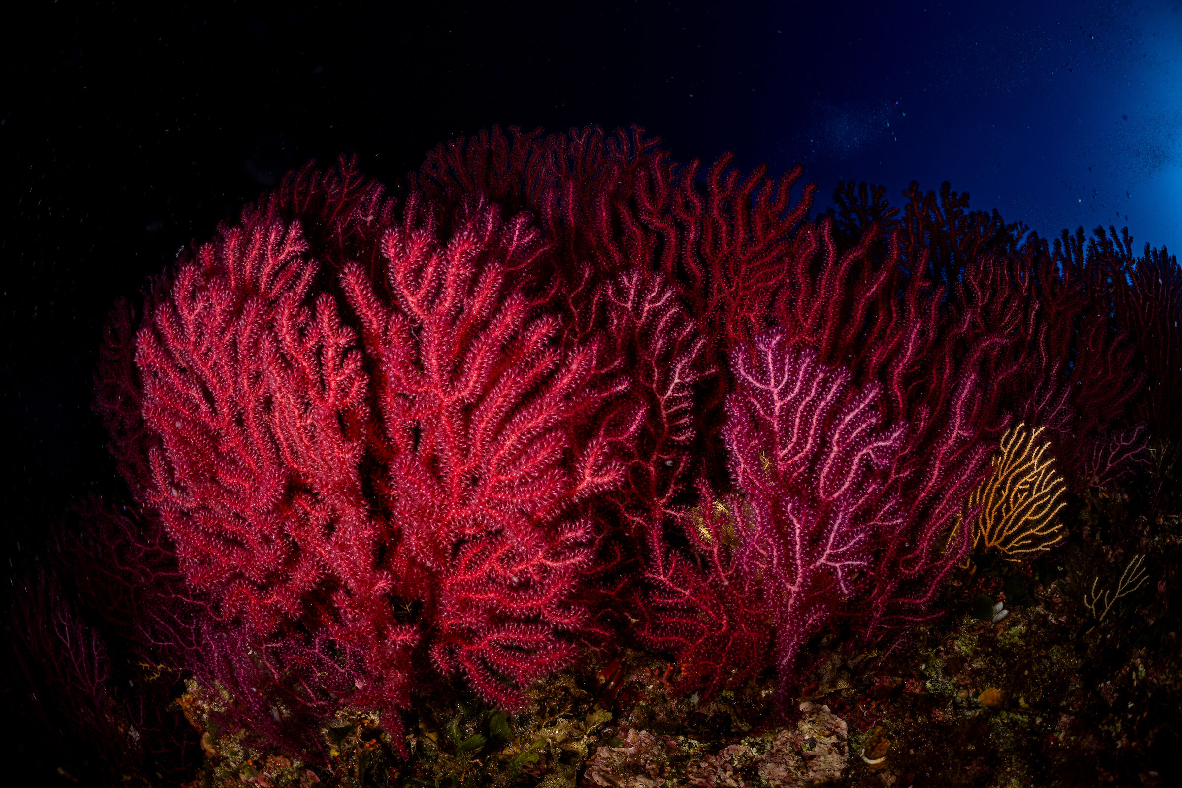 Gorgonia