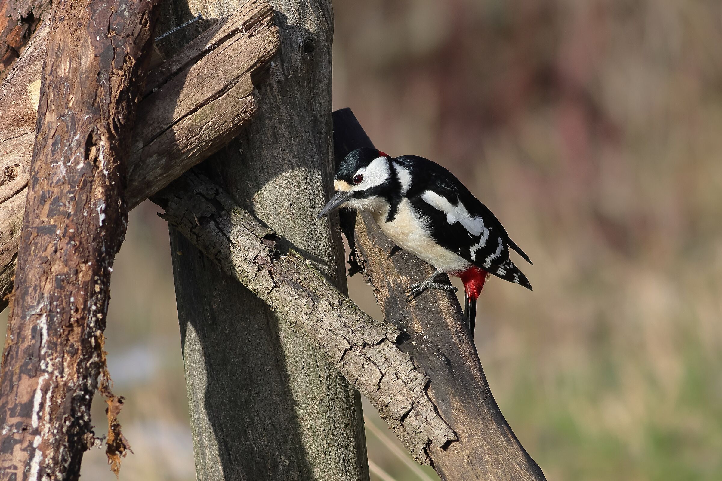 Great spotted woodpecker