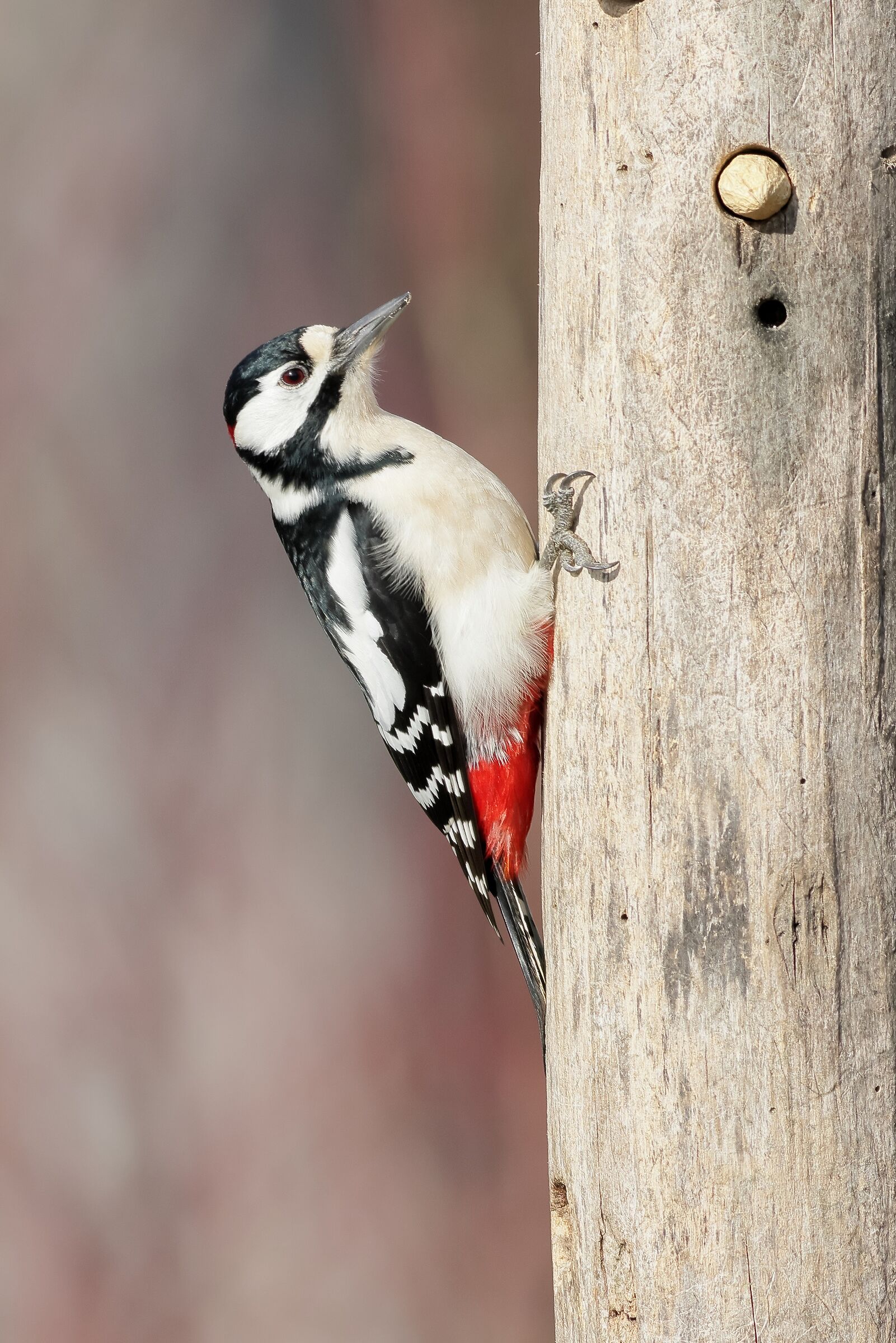 Great spotted woodpecker