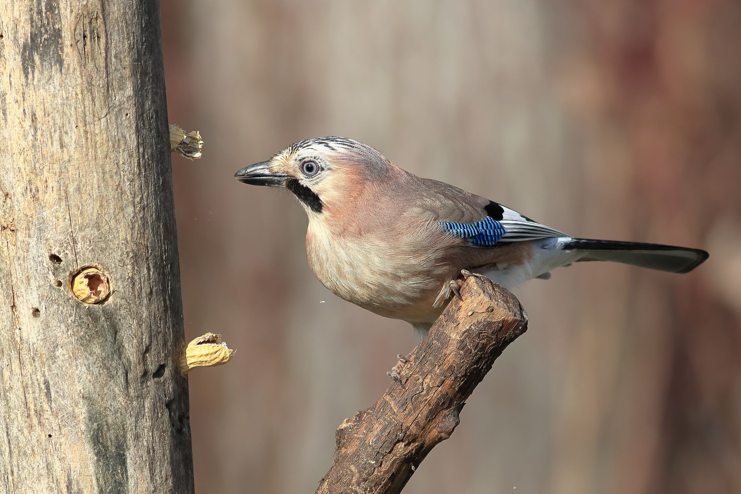 jay