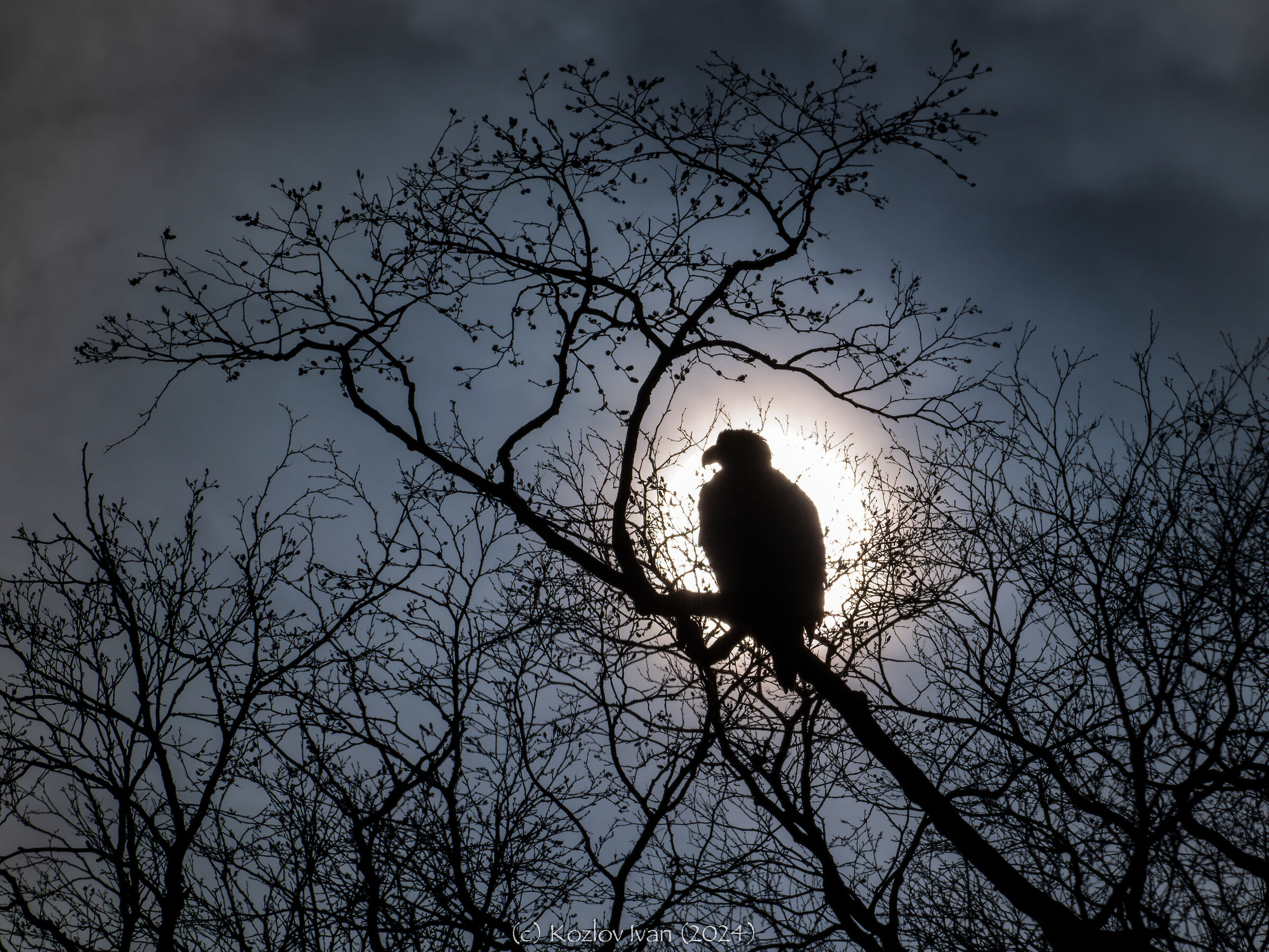 Steller's sea eagle
