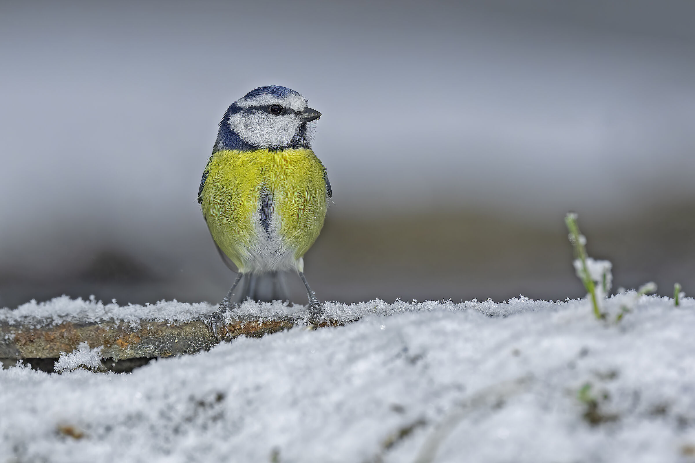Cinciarella infreddolita