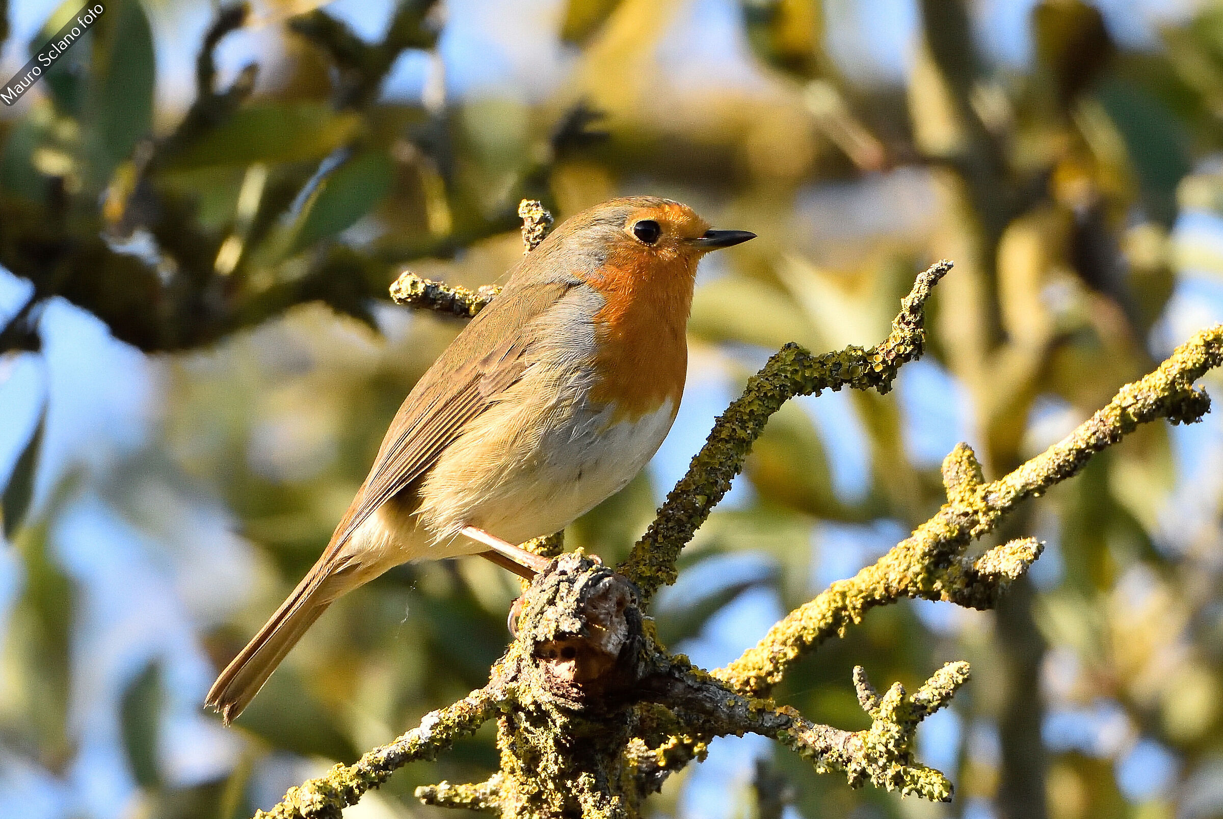 Robin
