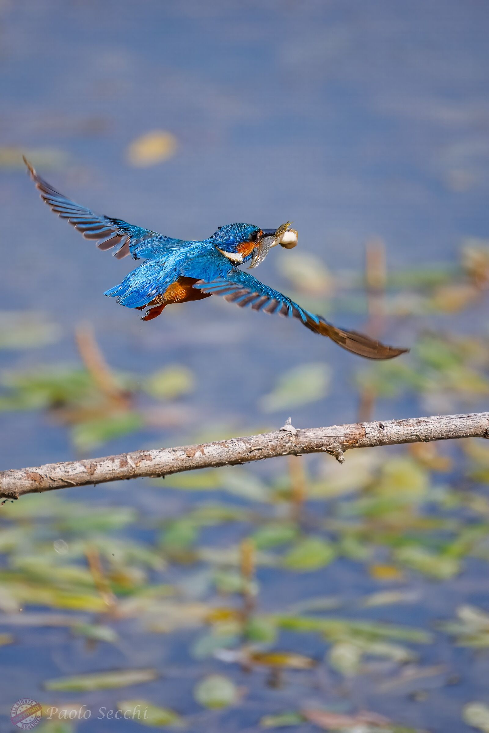 Towards the nest, with ... the shopping!