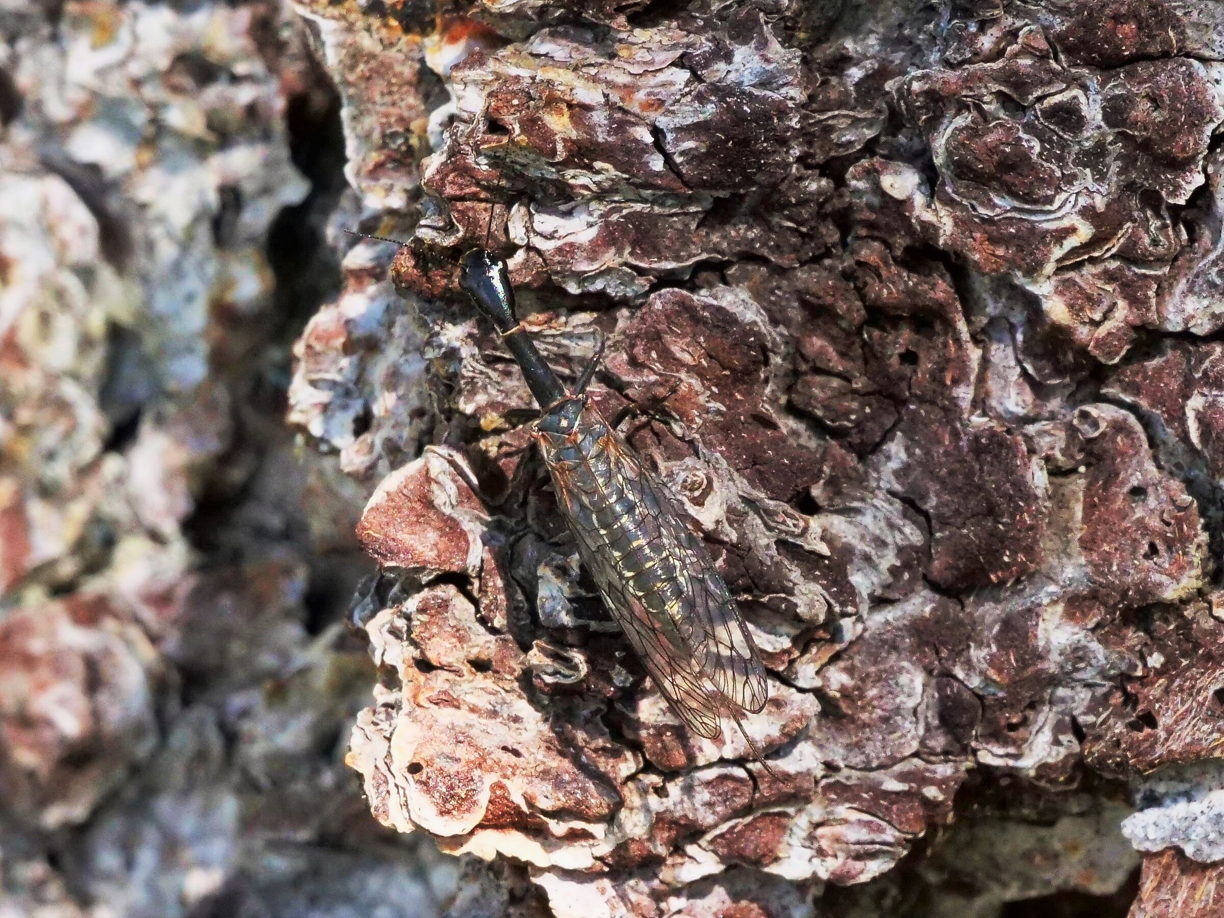 Femmina di mosca serpente (Phaeostigma major)