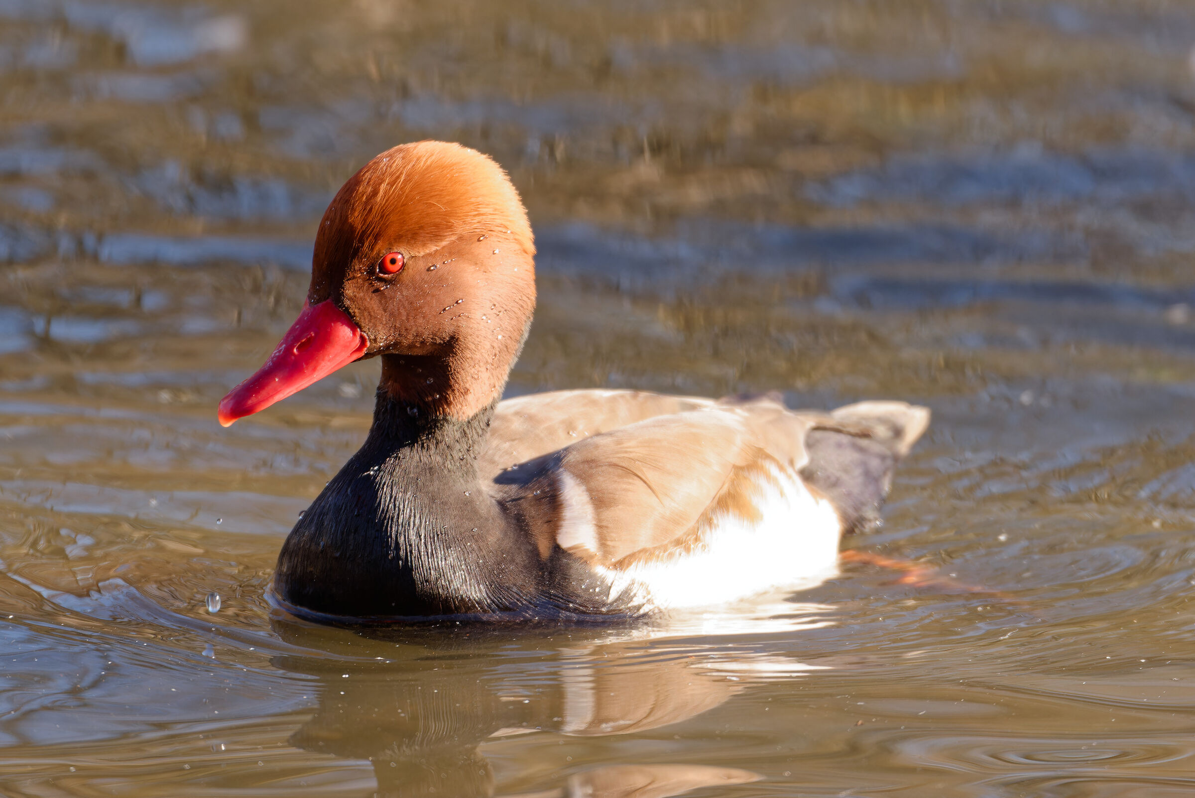 Pochard 2