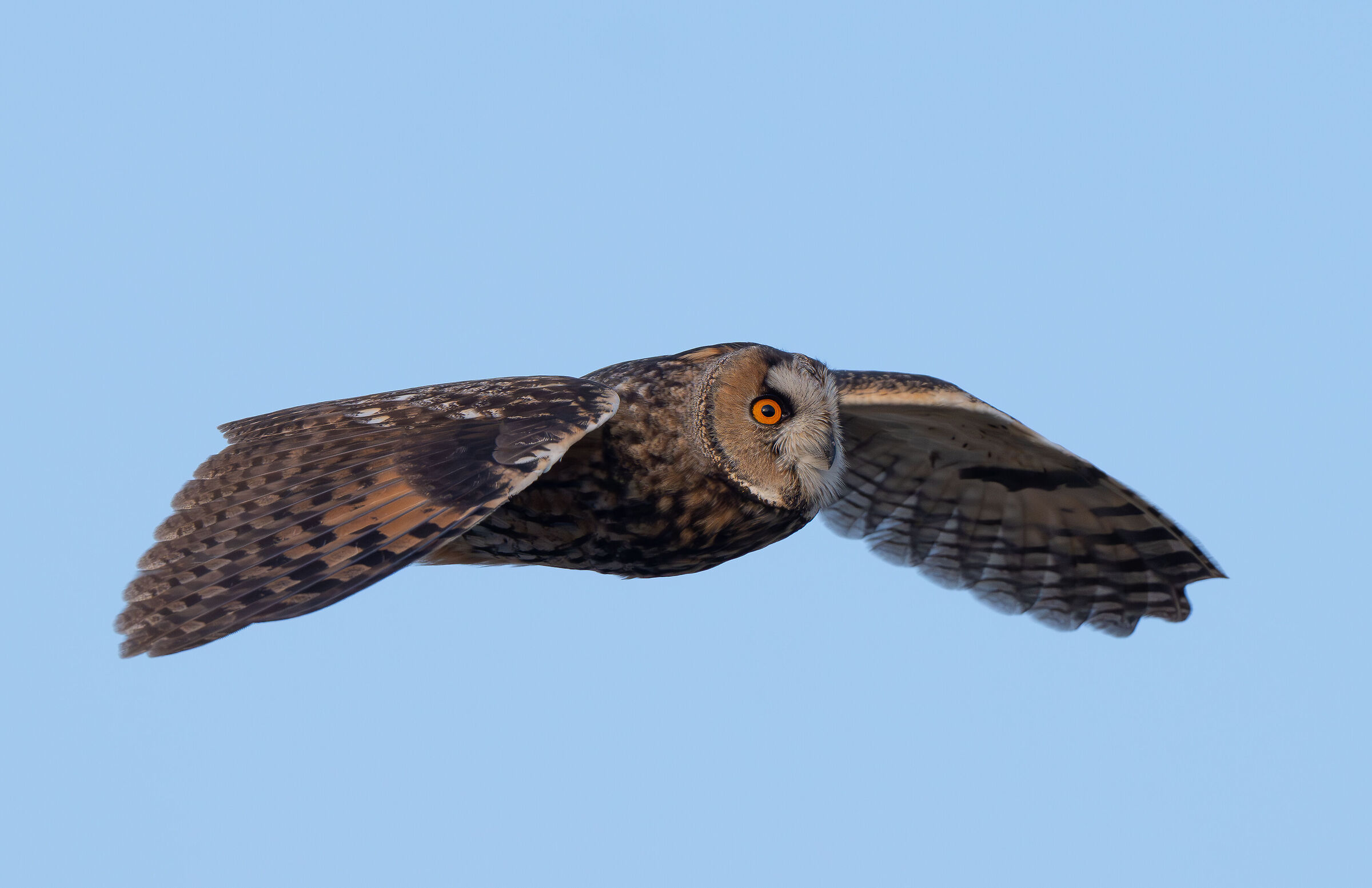 Gufo in volo