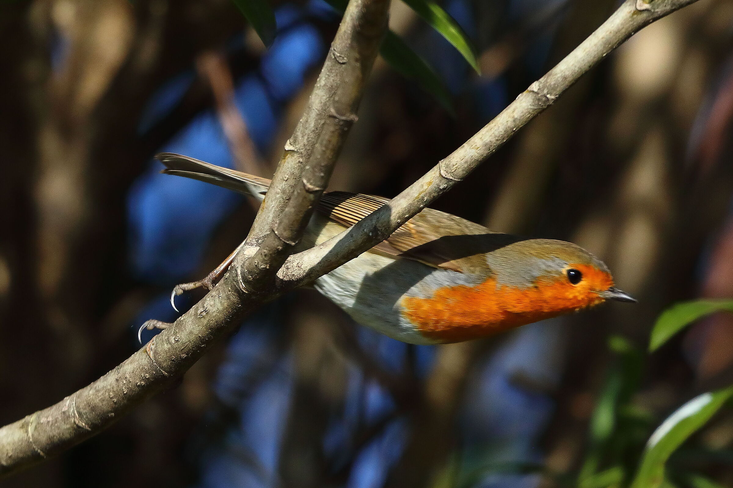 Pettirosso 04 gennaio 2026