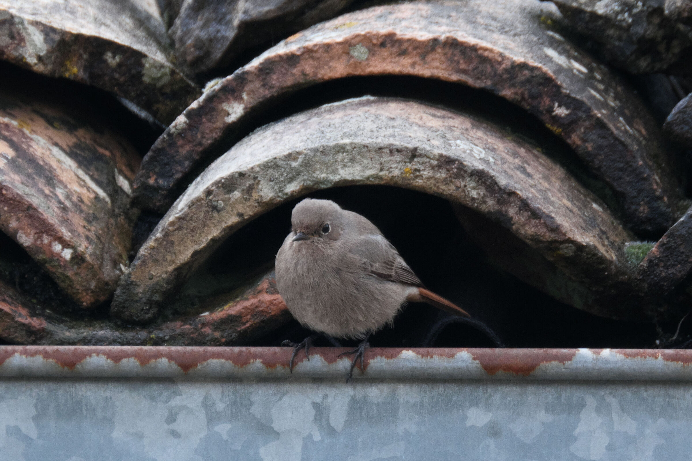 Fra tegola e grondaia... femmina di codirosso
