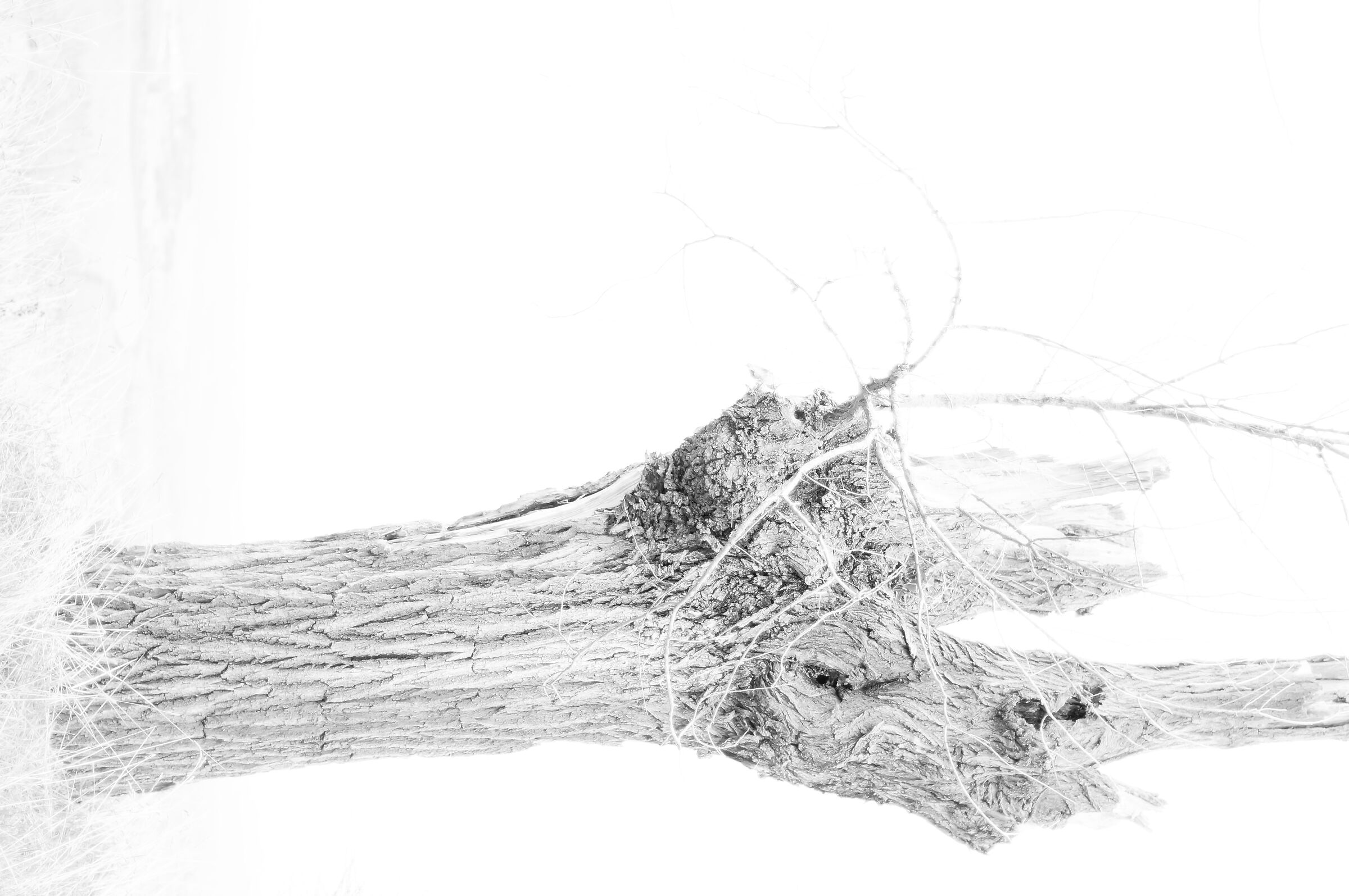 l'essenza di un albero