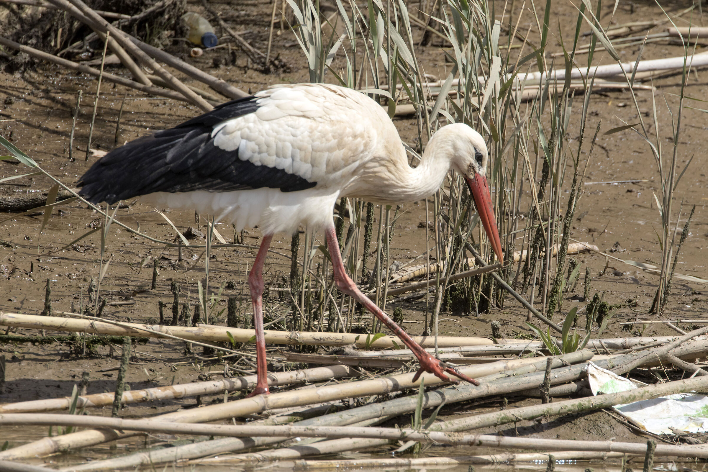 Stork in search of nest material (Algarve)