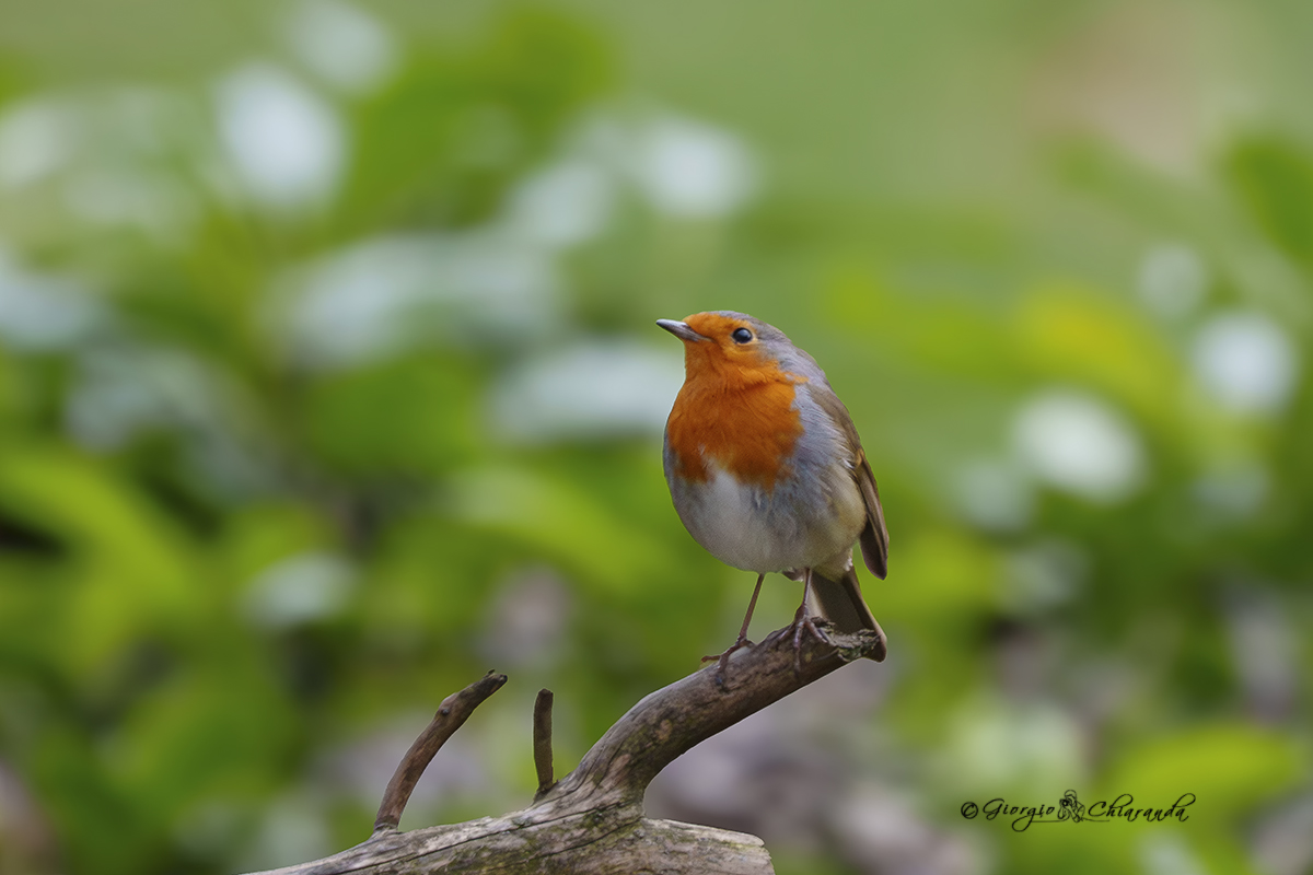 Pettirosso (Erithacus rubecula)