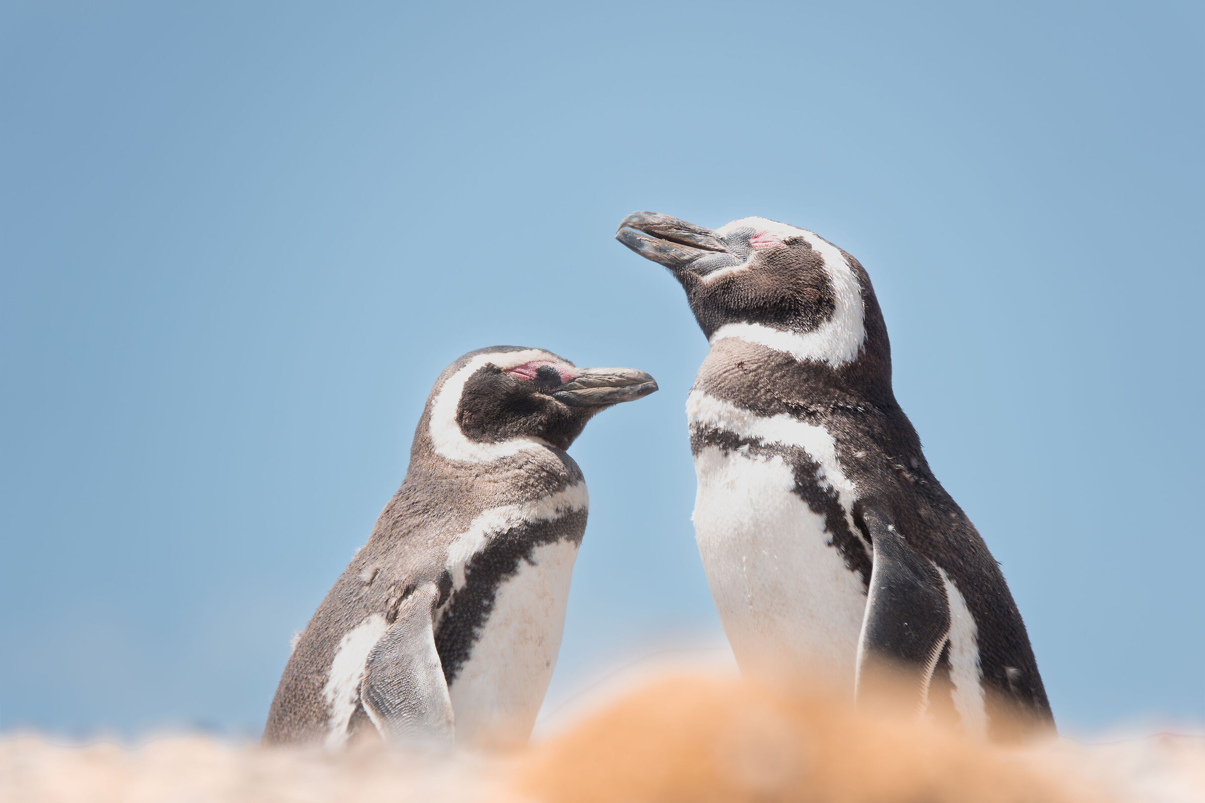Magellanic penguins