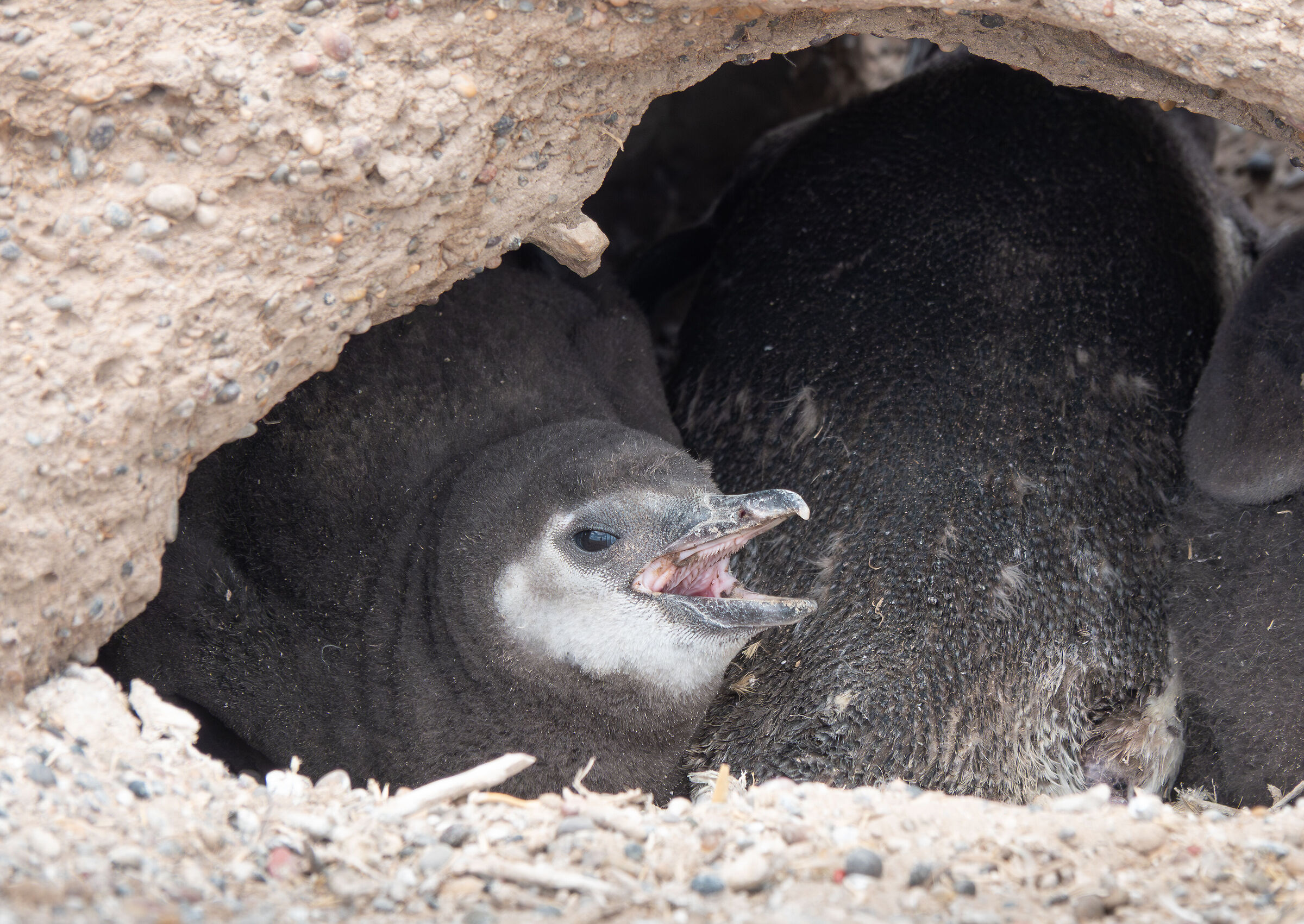 young Magellanic penguin