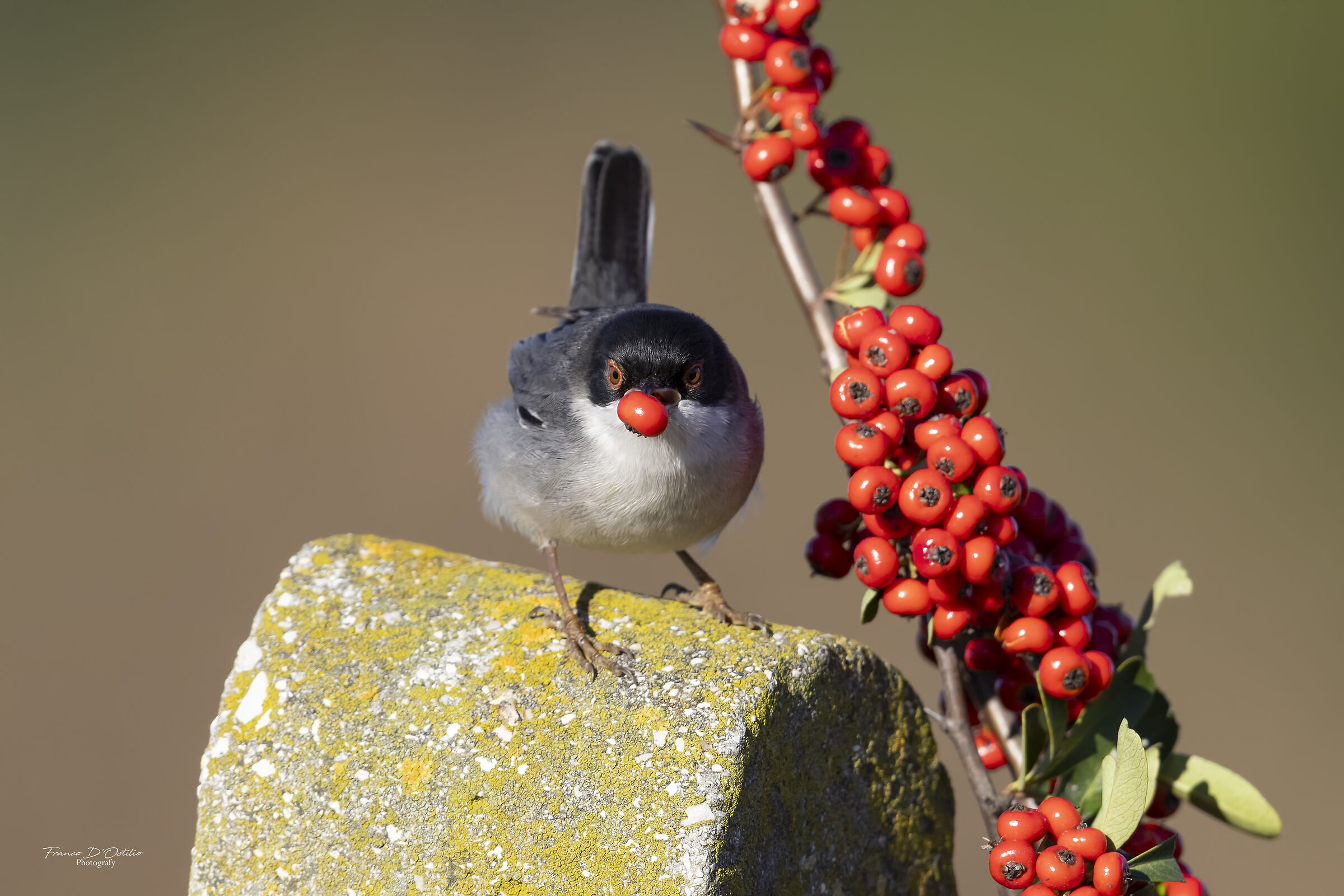 Occhiocotto with berry
