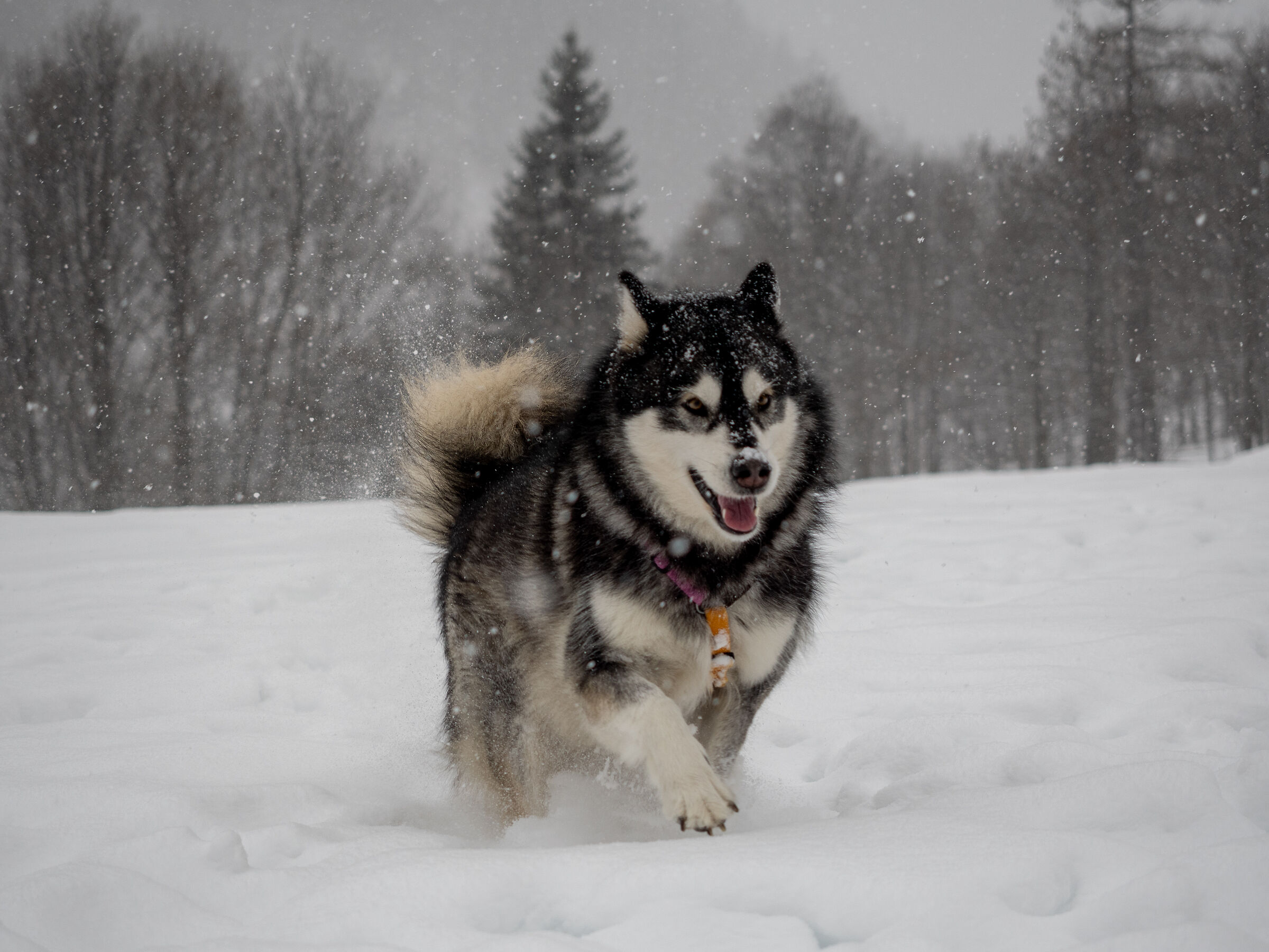 Nina Alaskan Malamute