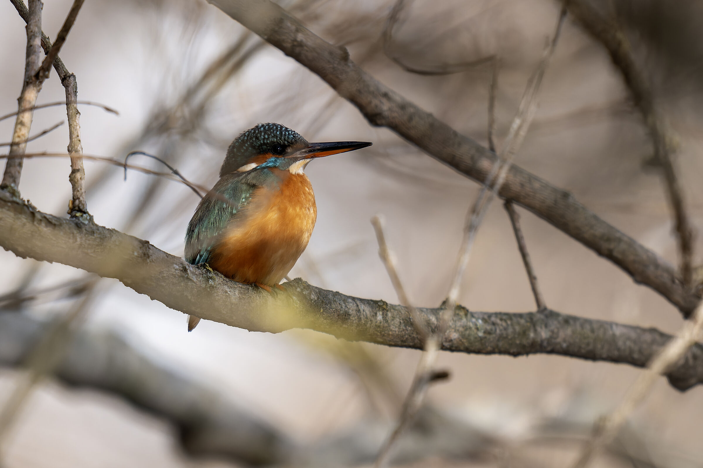 Martino hidden in the branches