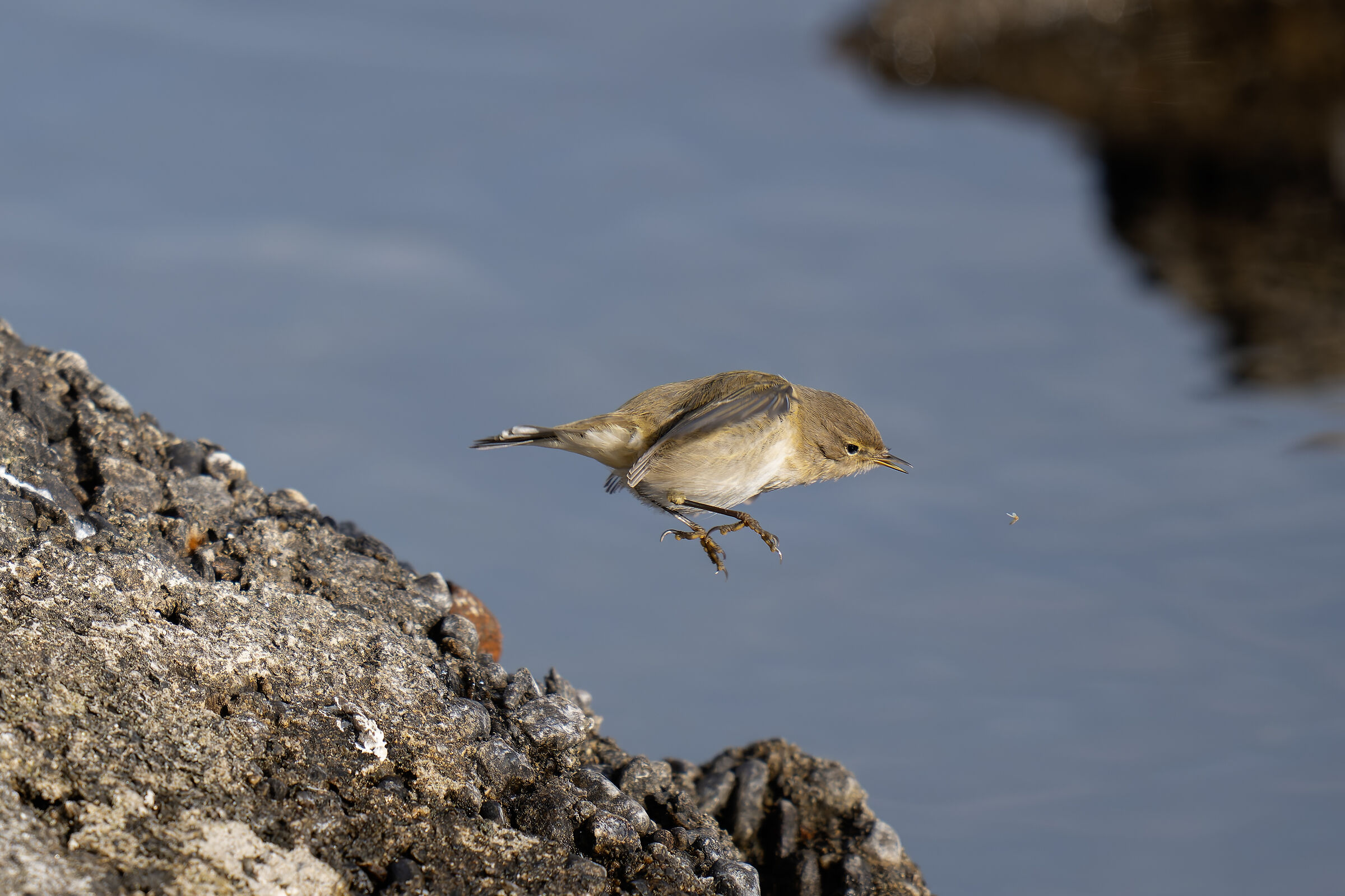 The leap of the 'little one'