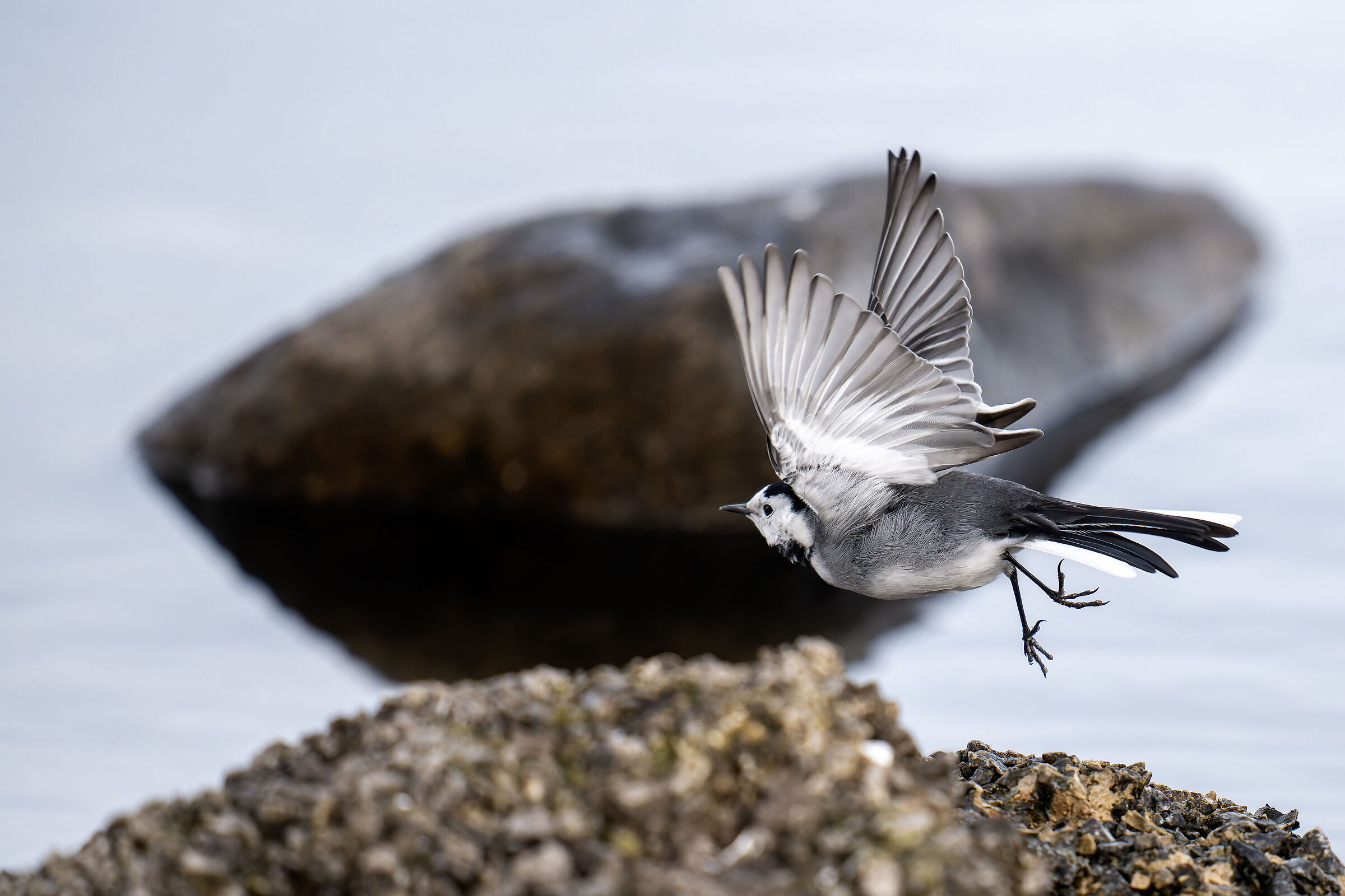 The flight of the white ballerina