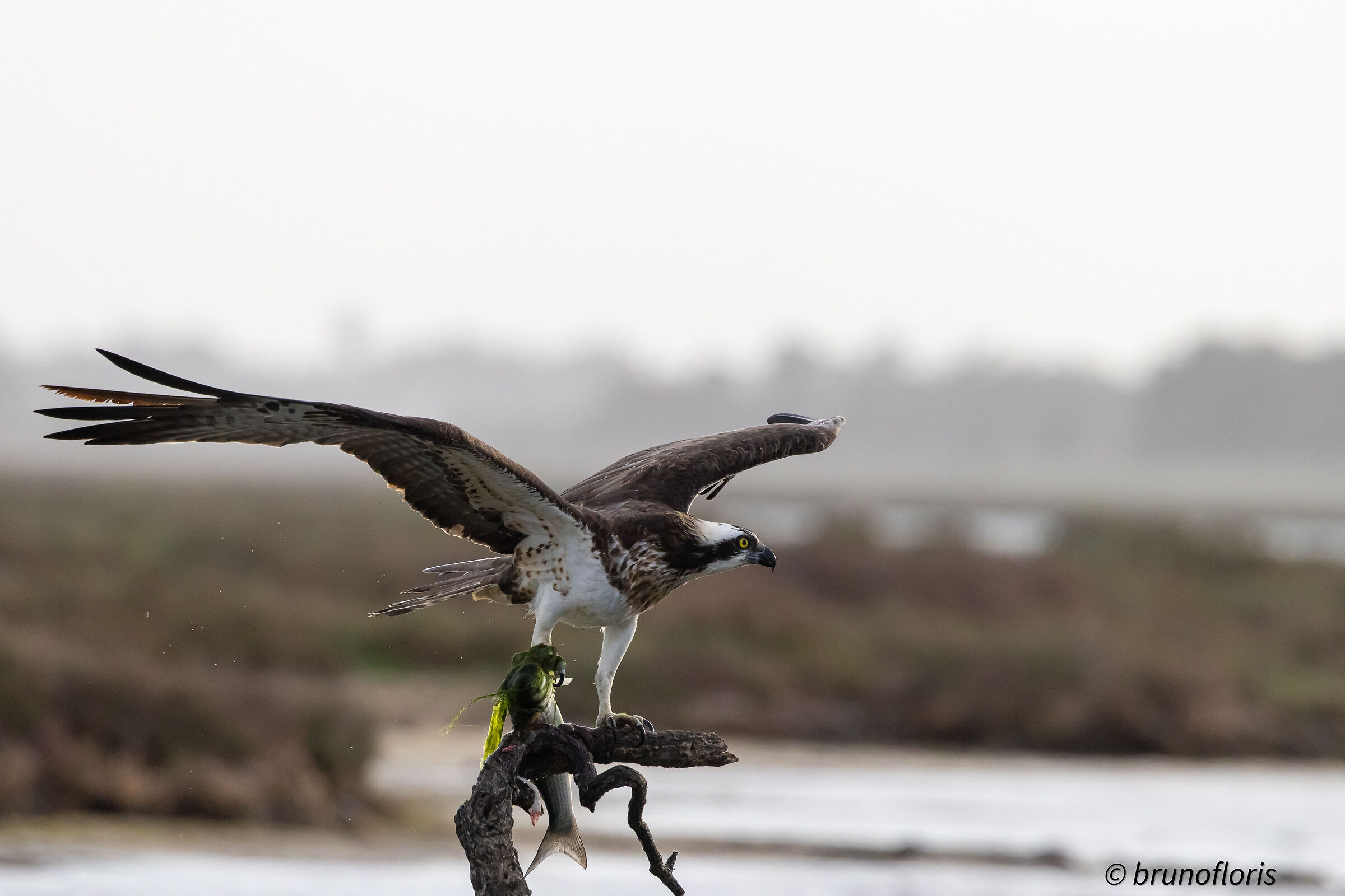 Anche oggi si mangia...
