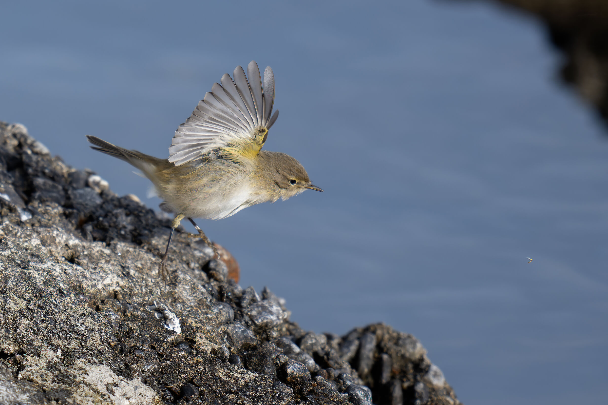 He's a little one who takes flight on Lake Maggiore