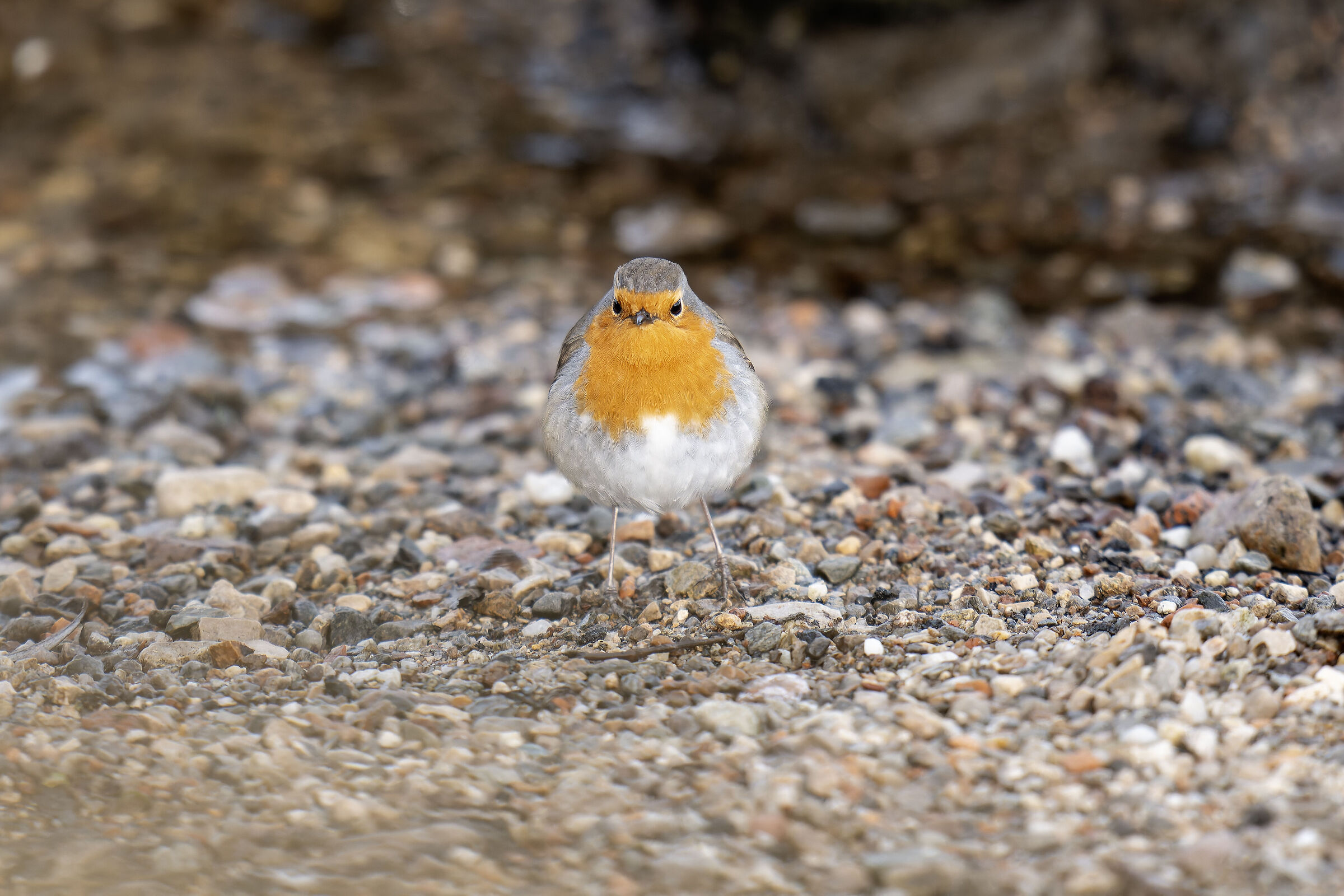 Robin on the beach..