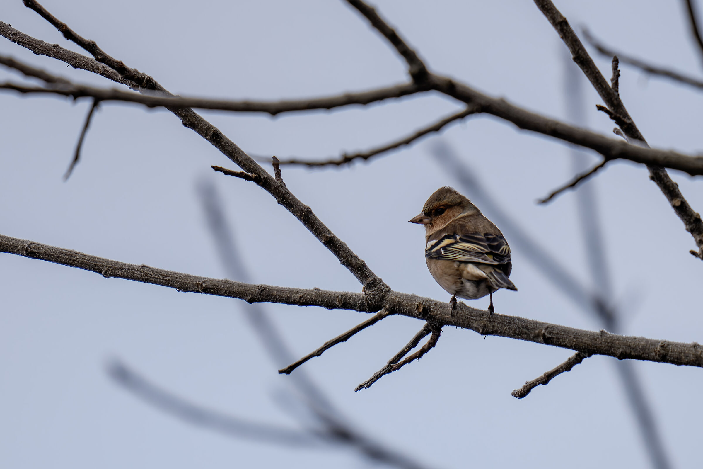 Chaffinch at the Lagoni di Mercurago park