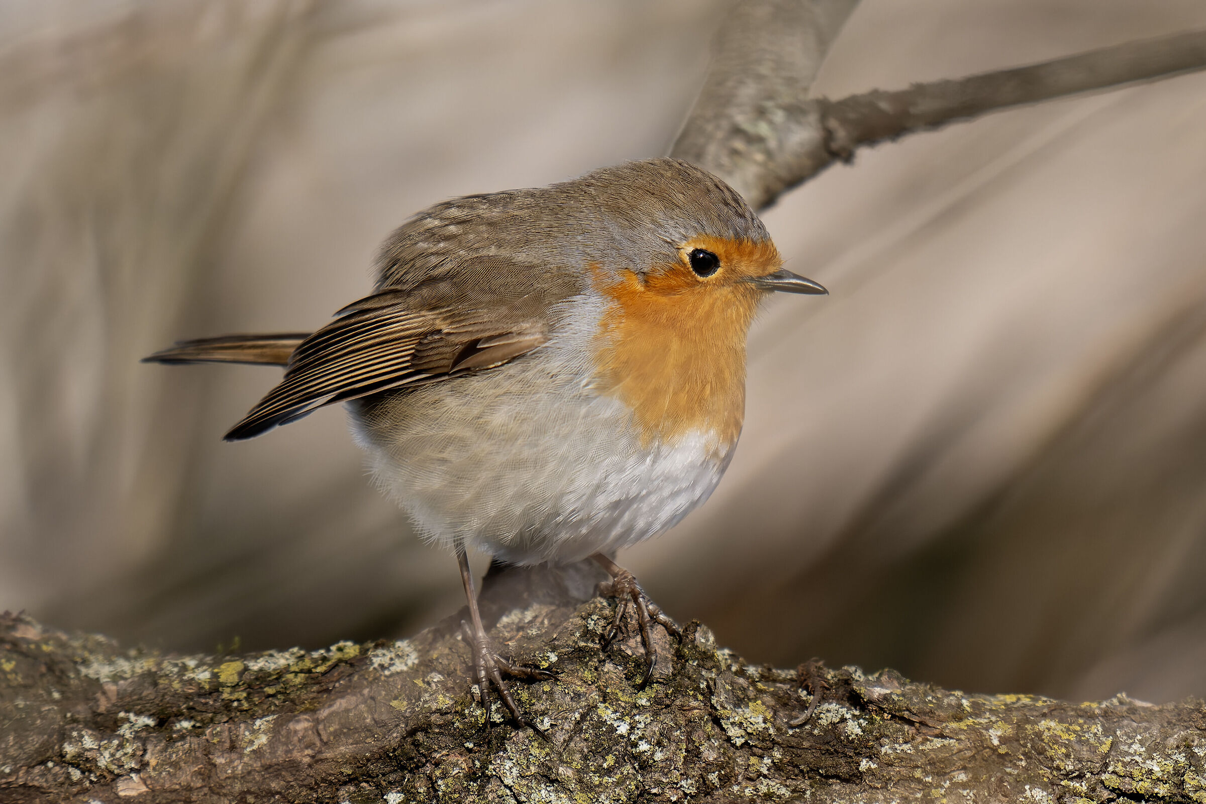 small robin in the branches in Arona