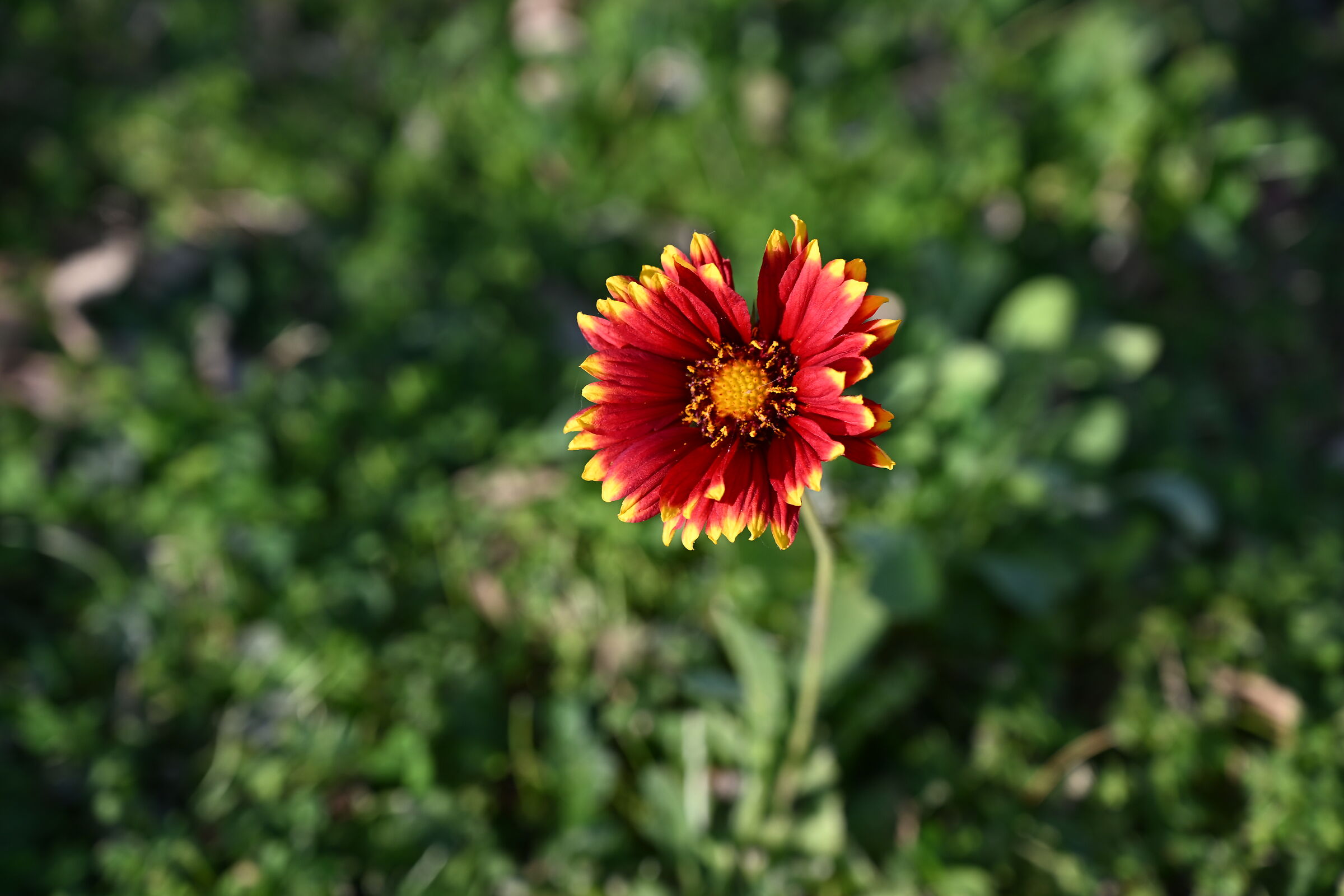Una bella gaillardia