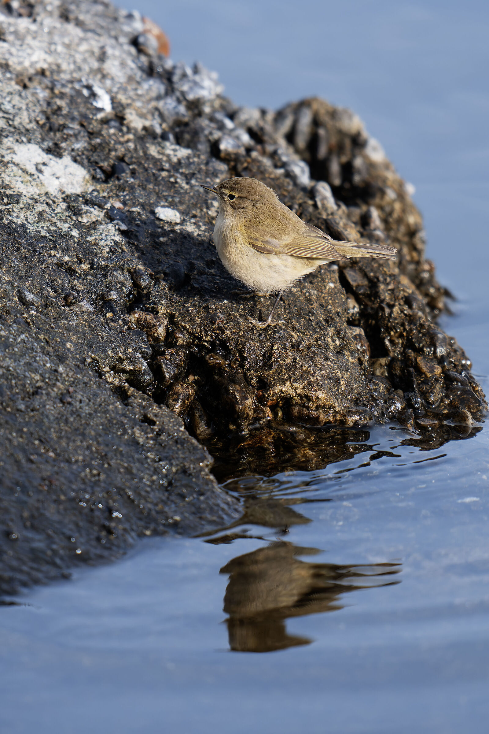 He' on the rock (both he and the rock are small)