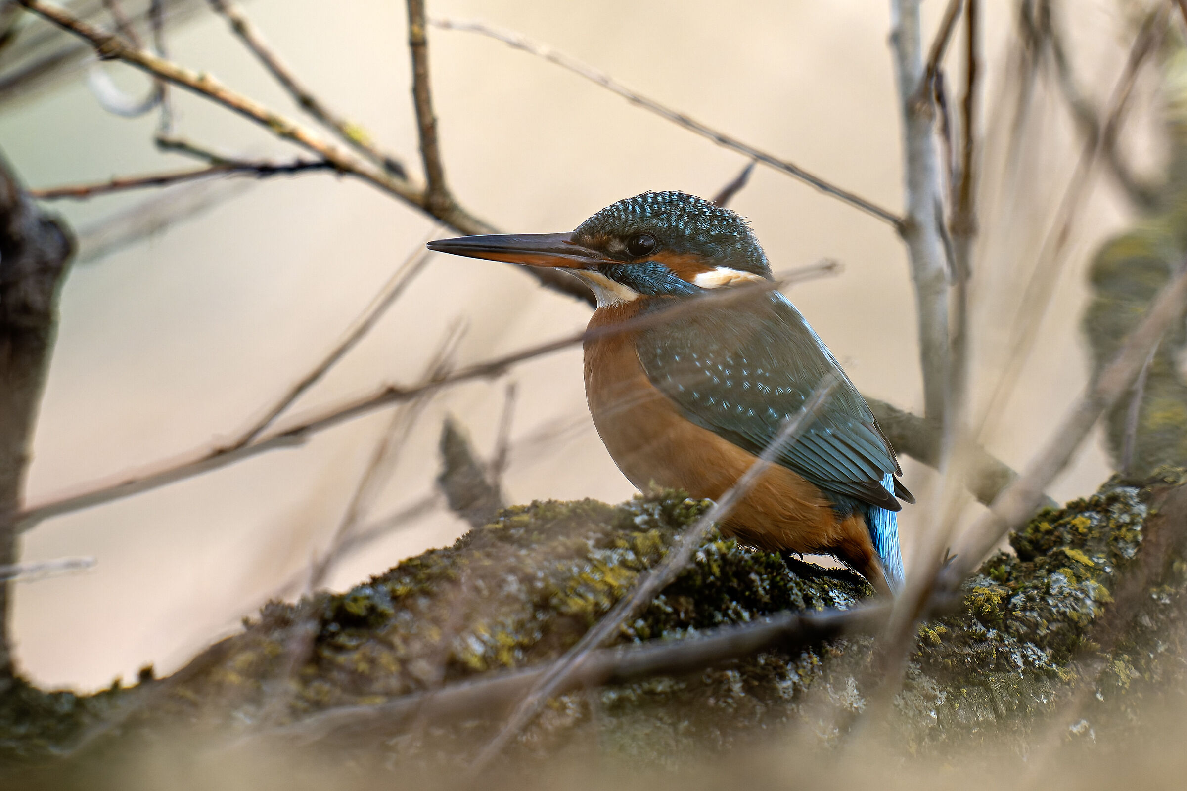 Martino among the branches, difficult