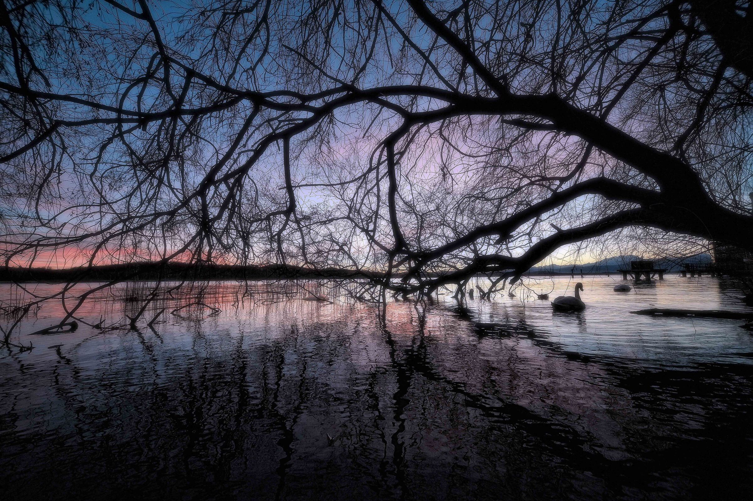 tramonto con cigno
