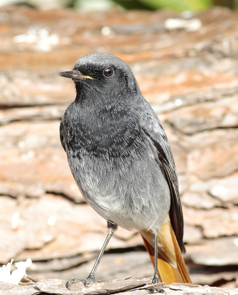 Chimney Sweep Redstart (M)