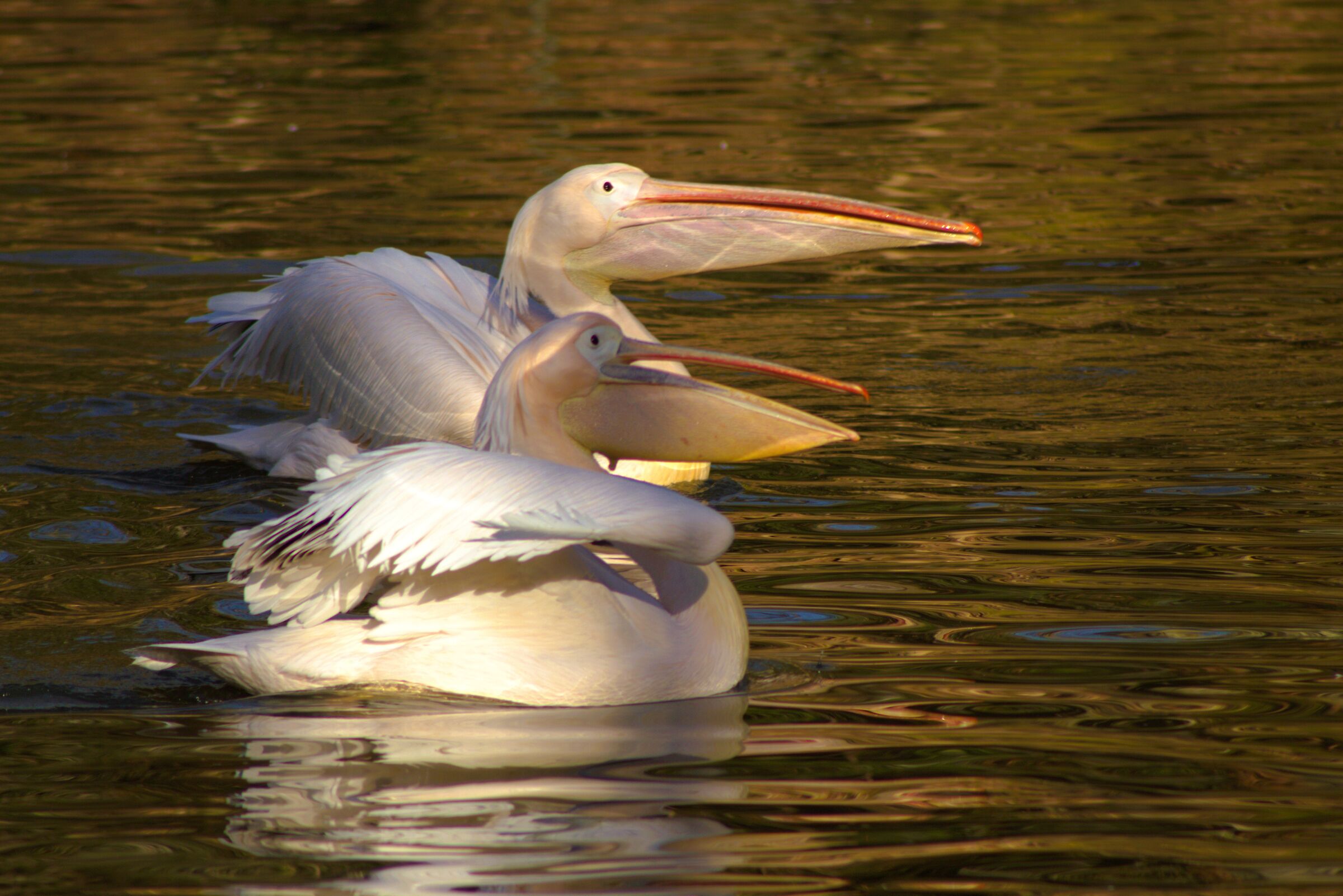 Pink Pelicans
