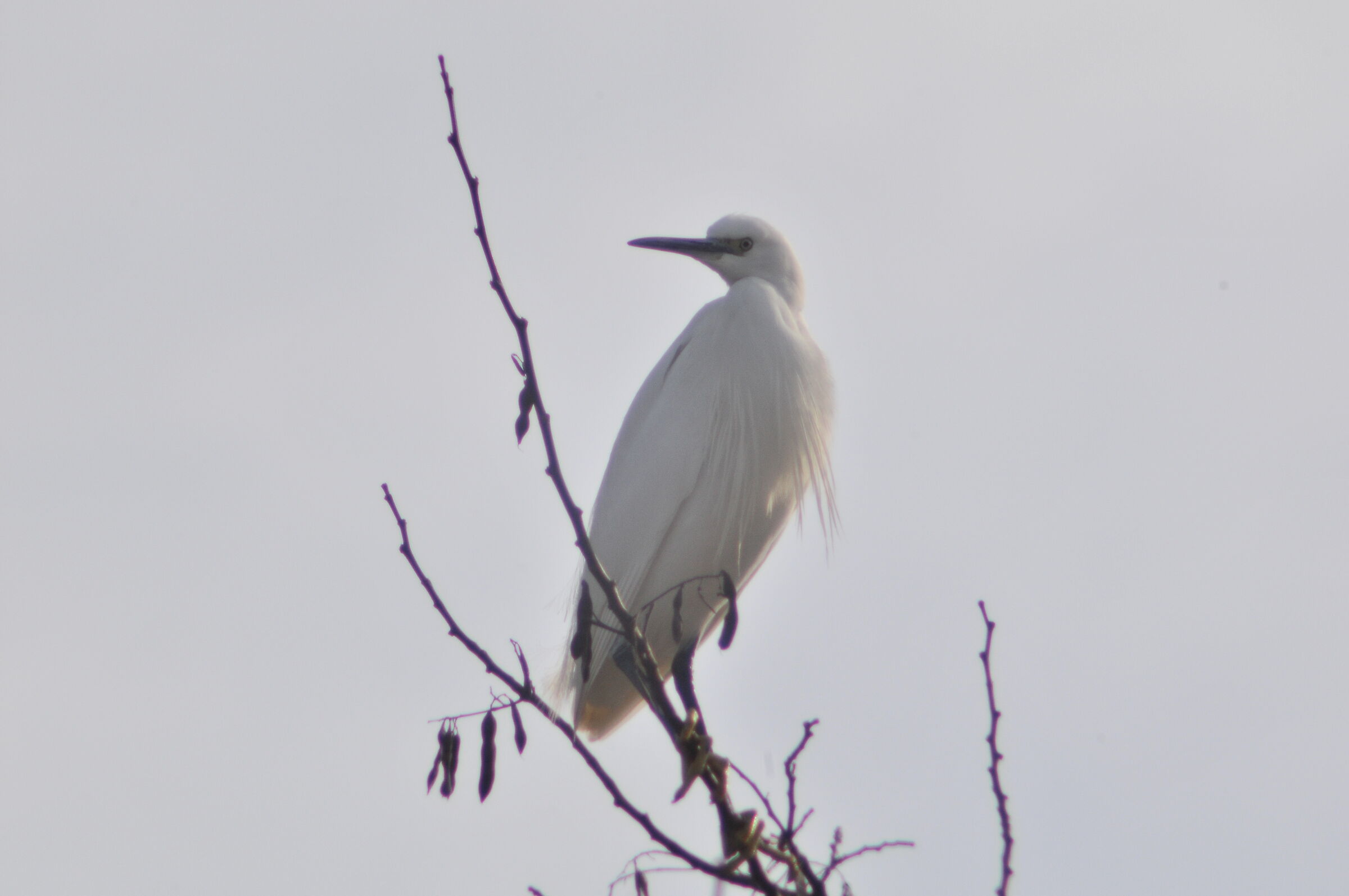 Little Egret
