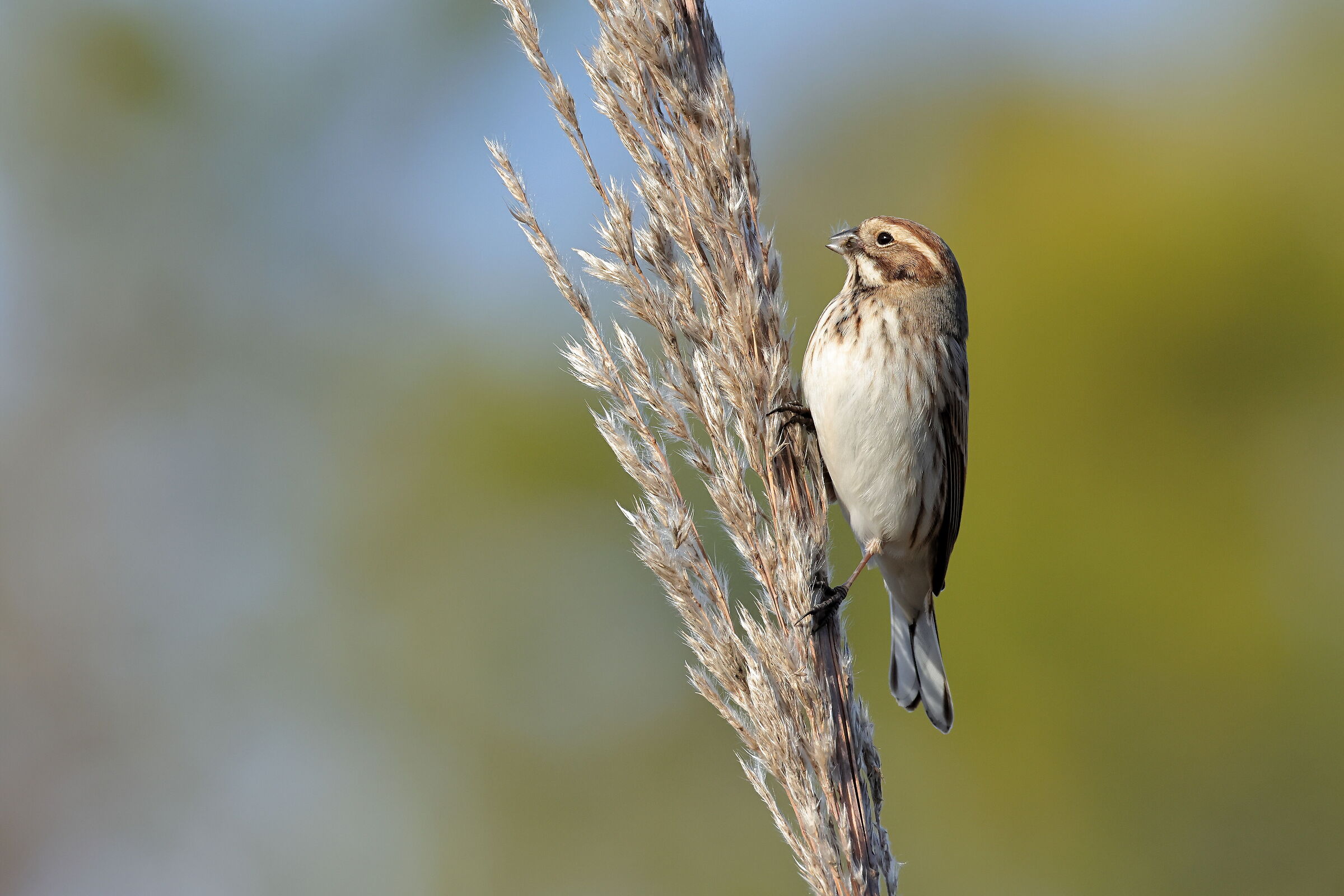 Migliarino di palude
