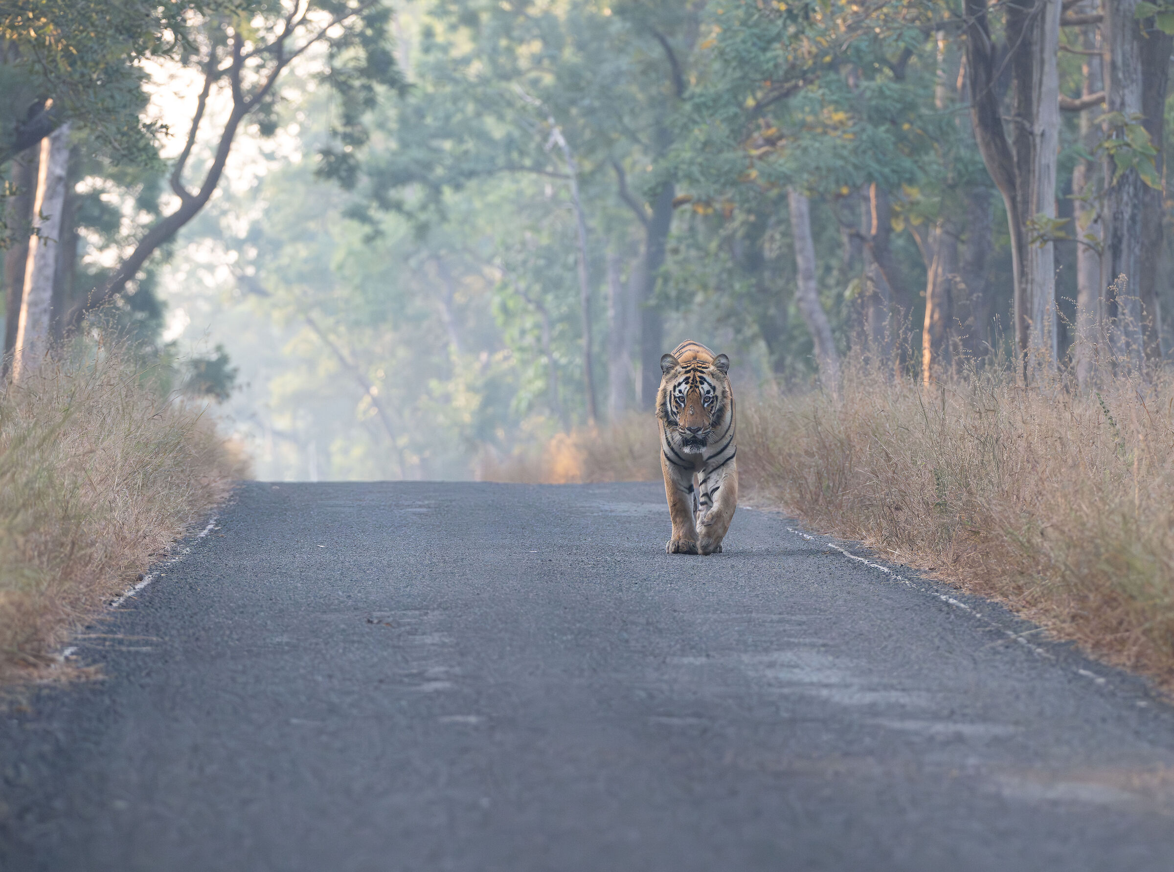 Tadoba signature shot
