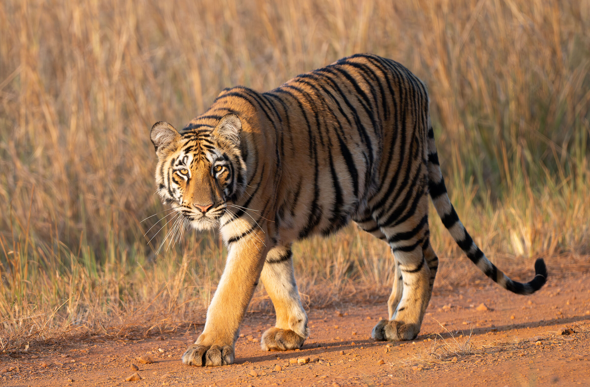 Sub-adult Tigress