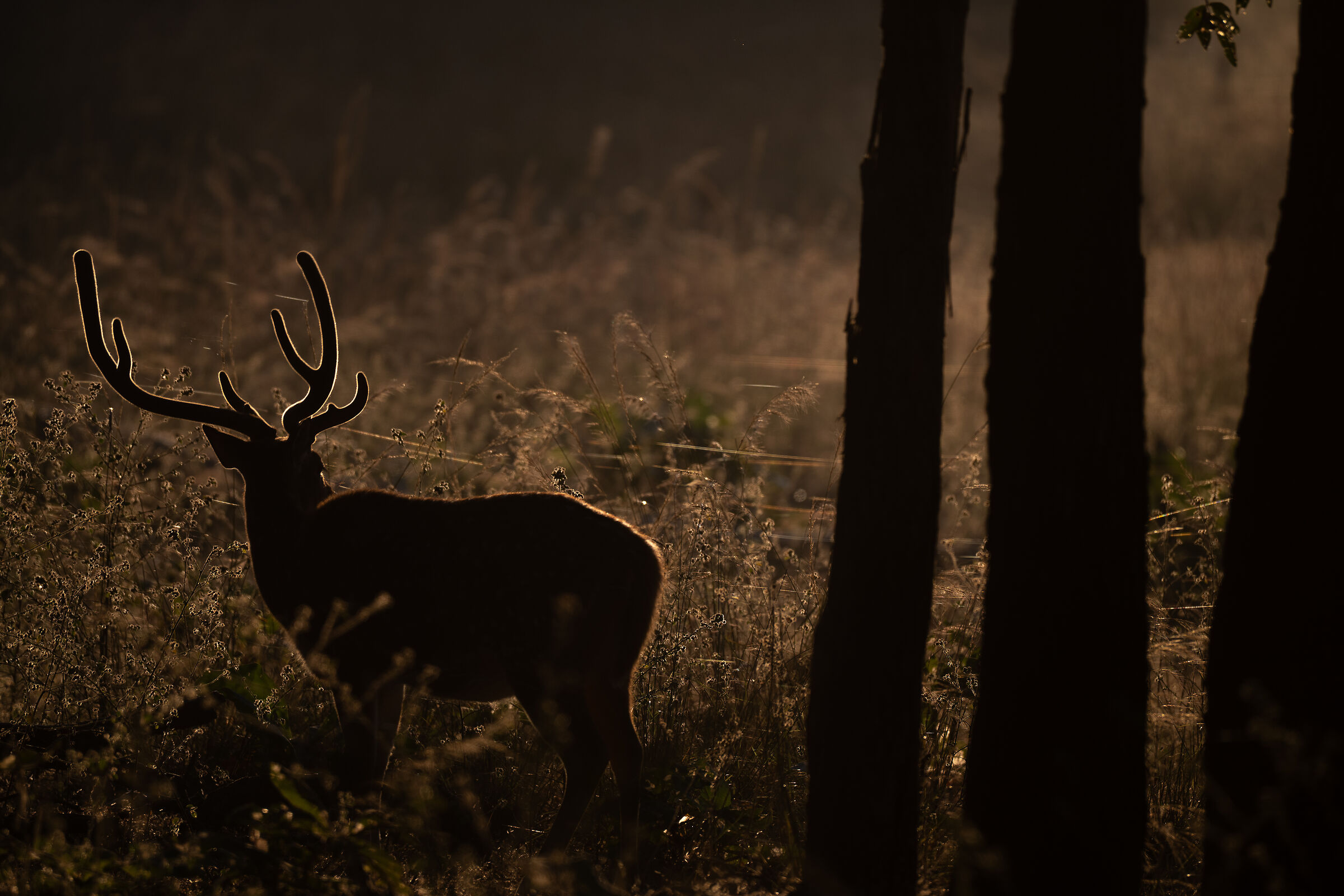 Deer in Pench