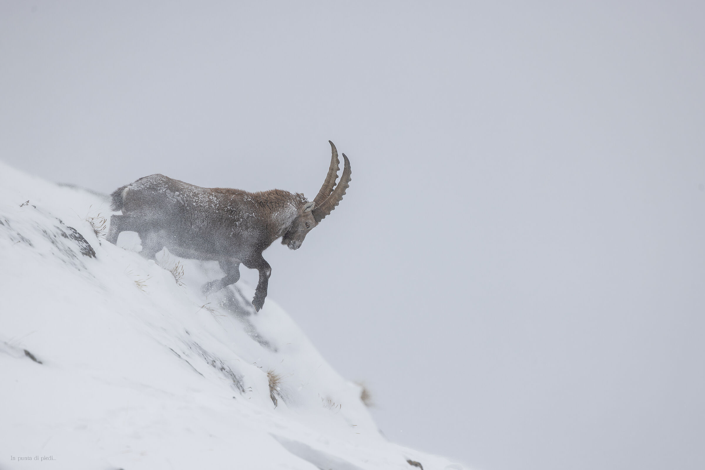 exuberance alpine ibex