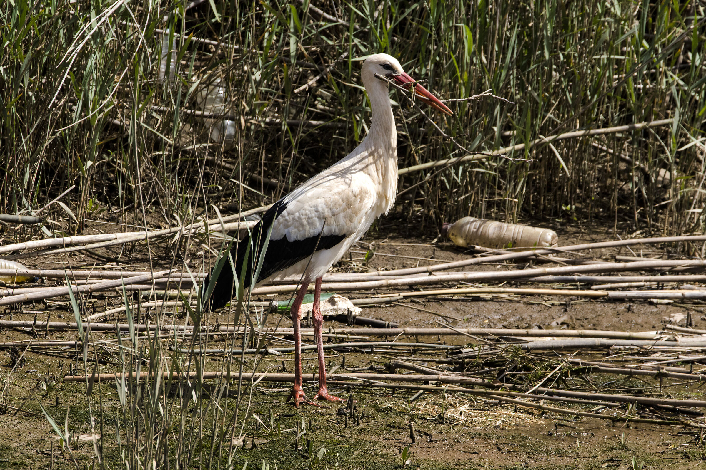 Nest building - Stork (Algarve) -