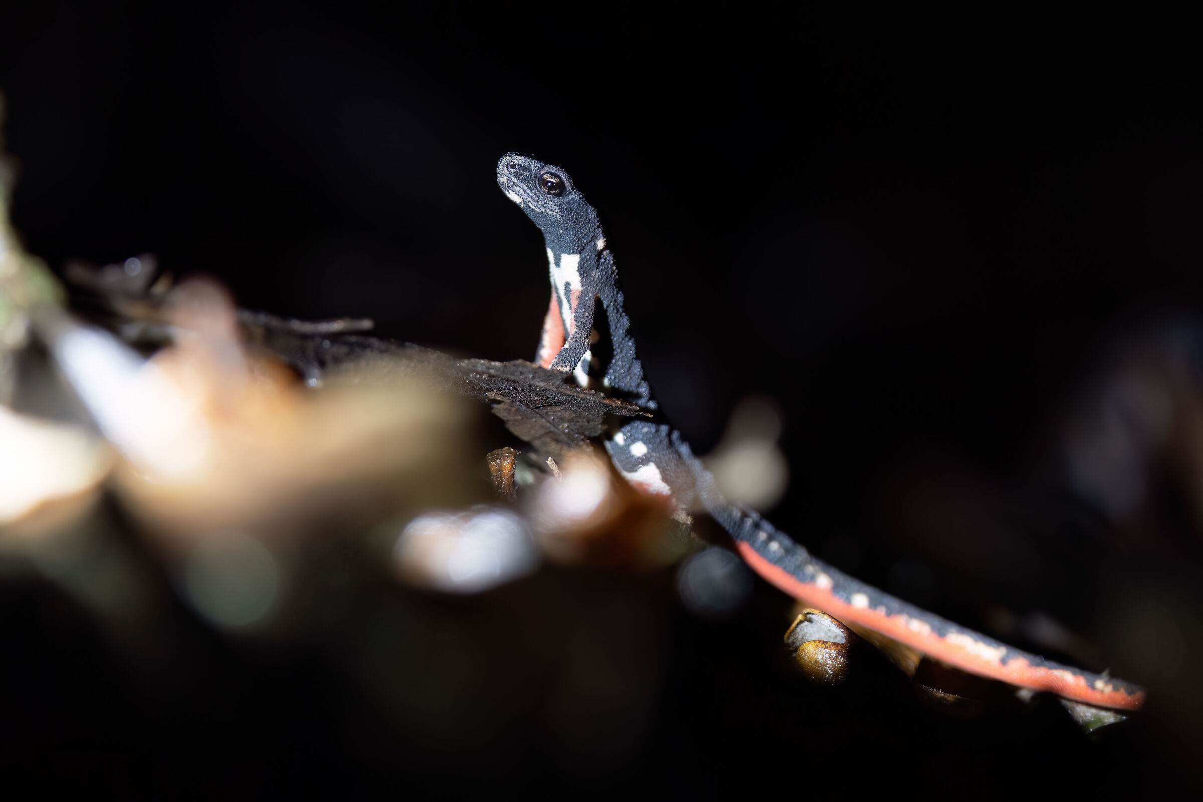 Spectacled Salamander|Salamander perspicillata