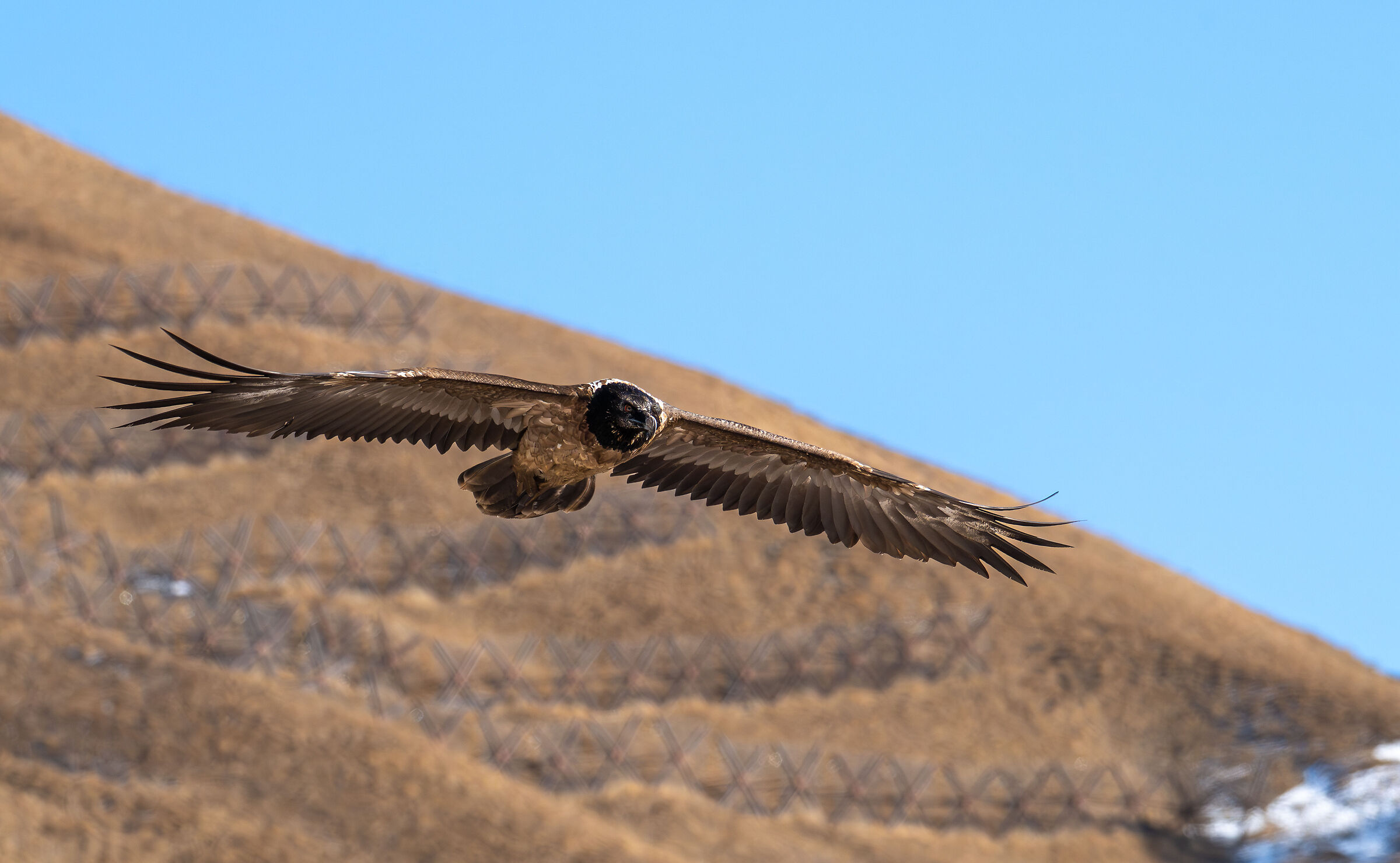 Immature bearded vulture