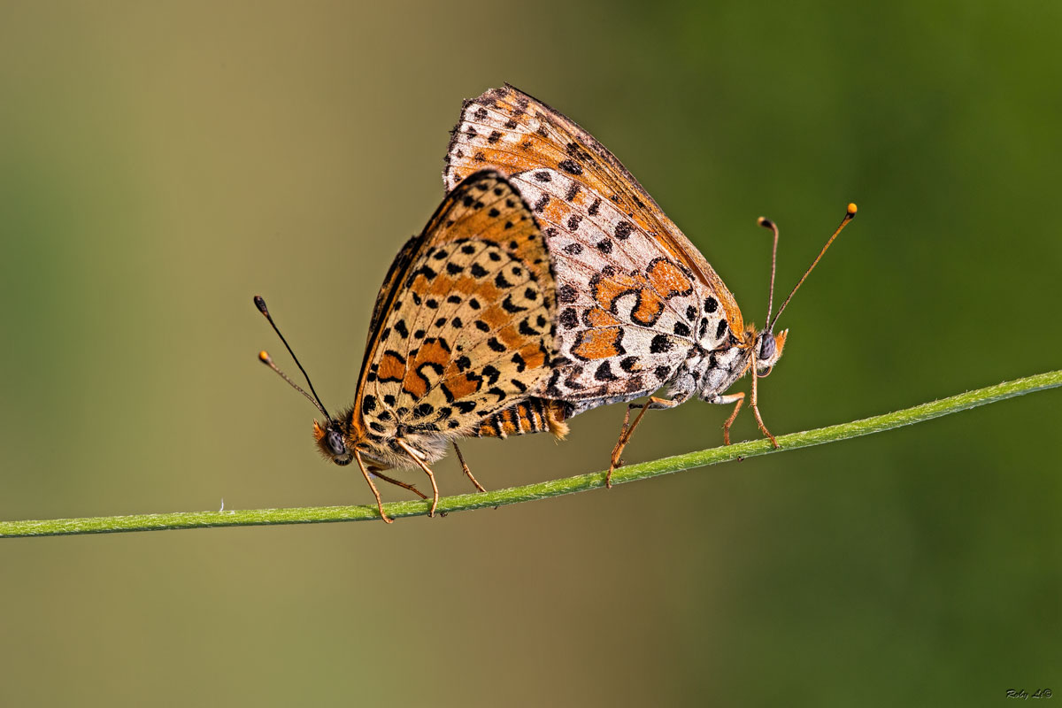 L'amore corre sul filo