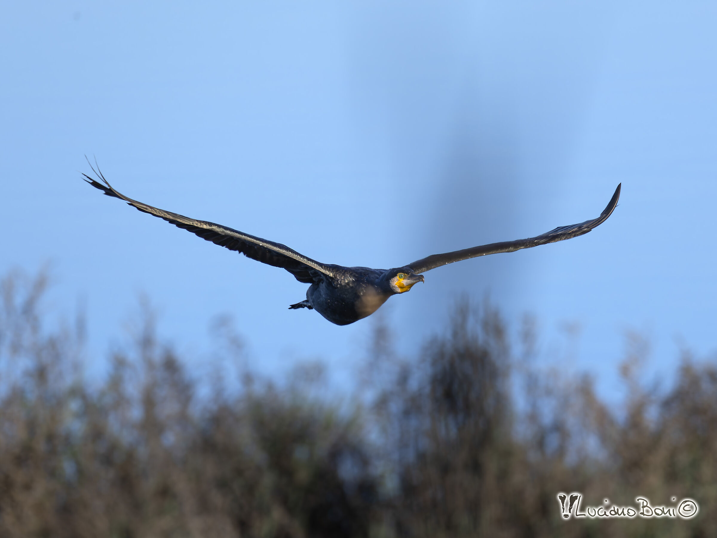 Cormorano
