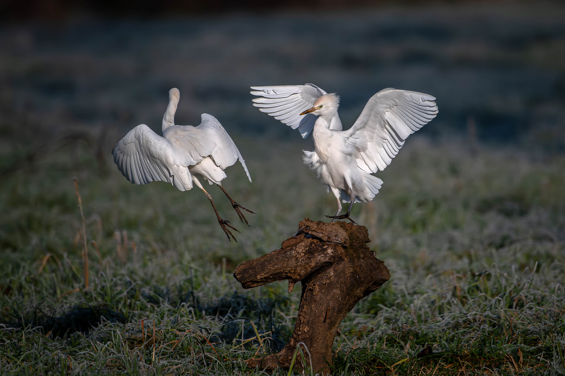 Cattle Egrets