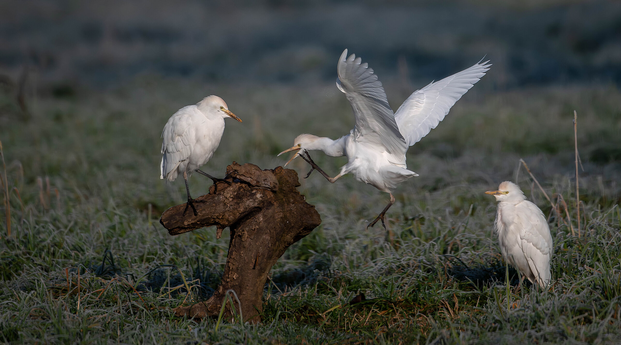 Cattle Egrets